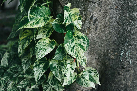 Marble Queen Pothos Care Guide
