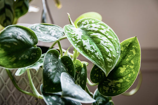 Satin Pothos