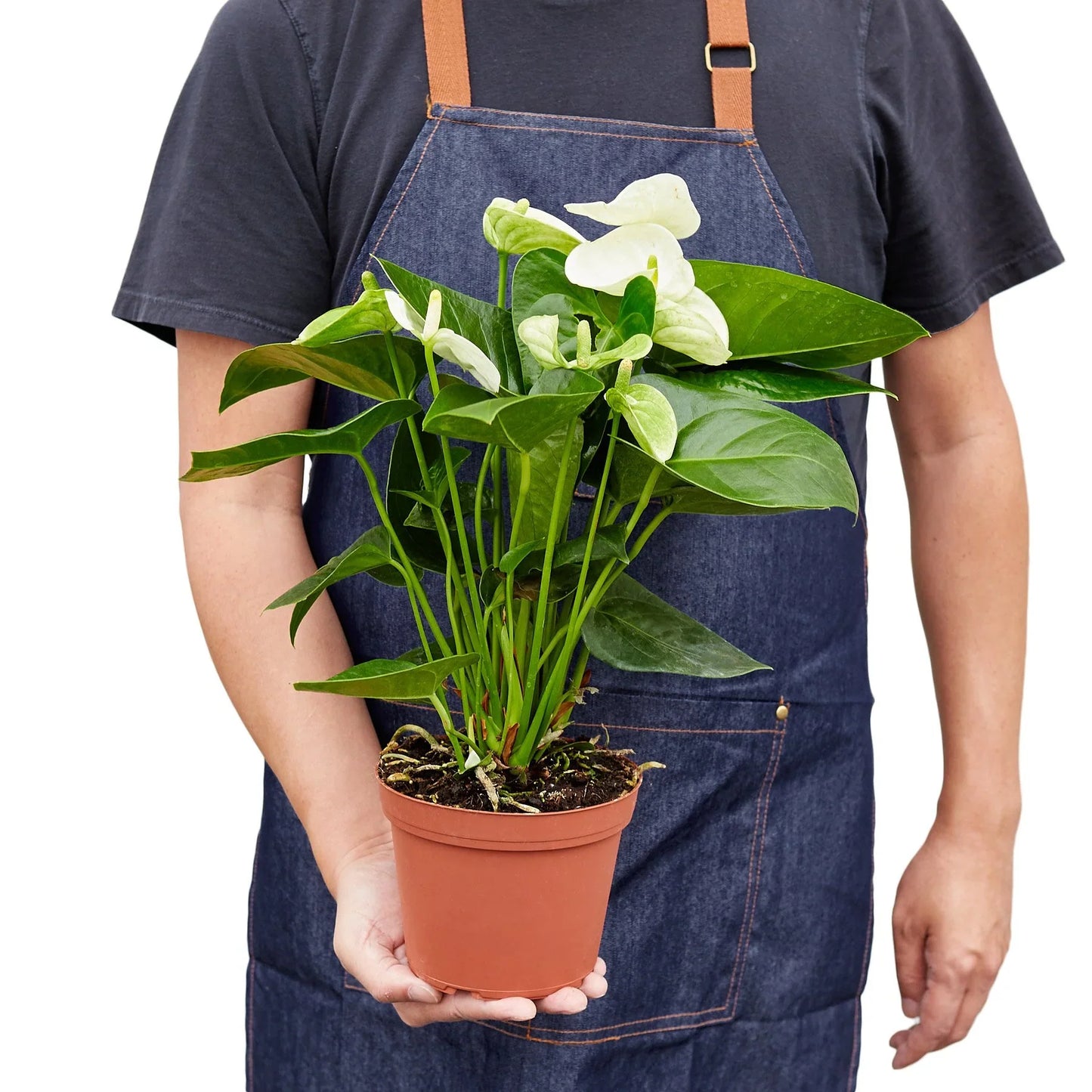 White Anthurium - Anthurium Andraeanum