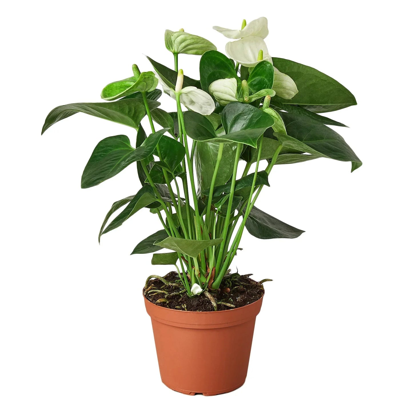 White Anthurium - Anthurium Andraeanum