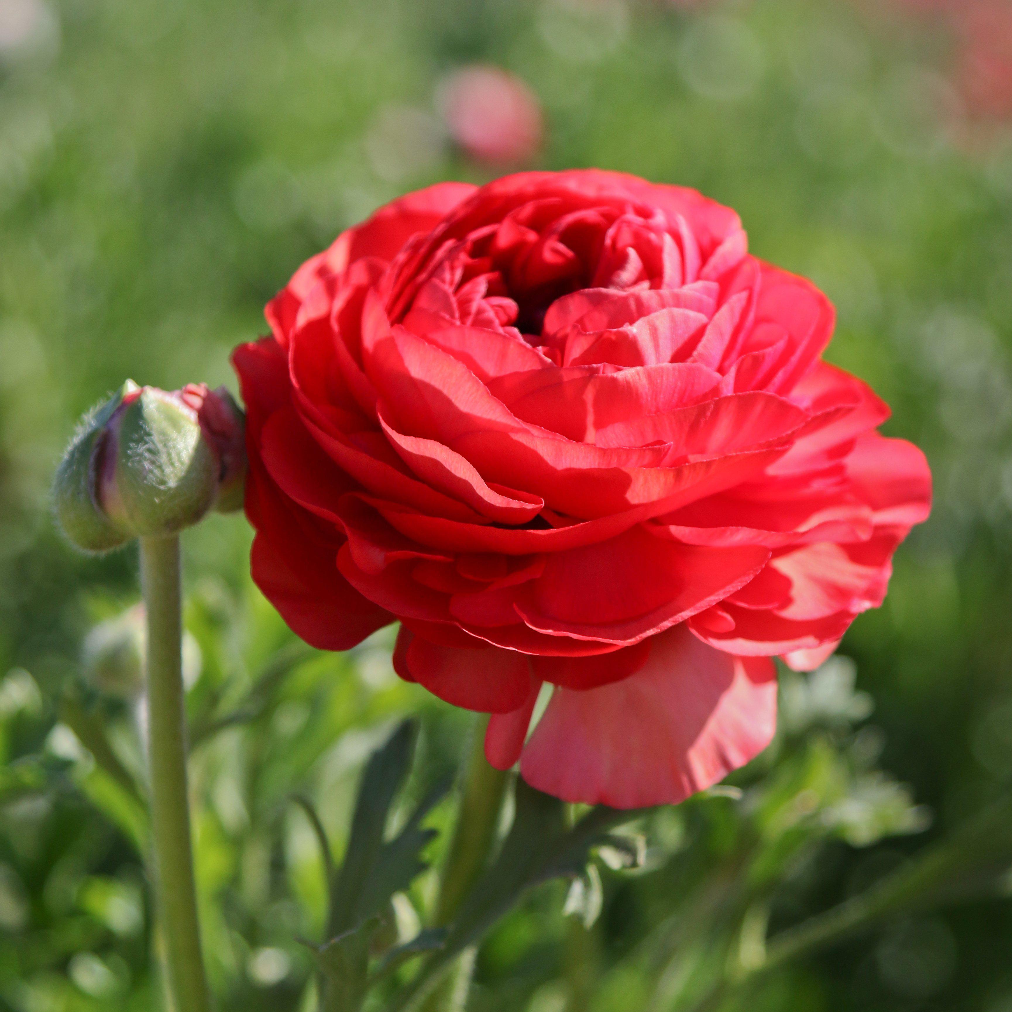 Ranunculus - Tecolote Rose