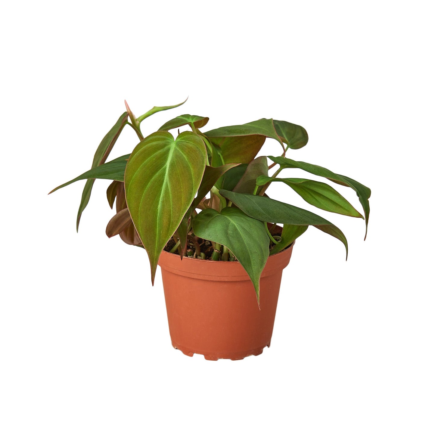 Philodendron Micans - Velvet Philodendron