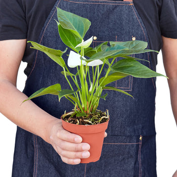 White Anthurium - Anthurium Andraeanum