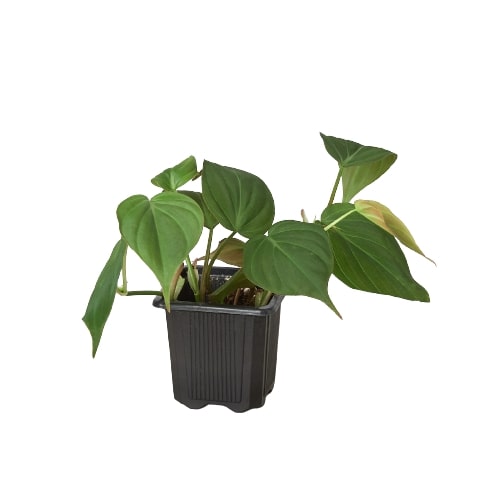 Philodendron Micans - Velvet Philodendron