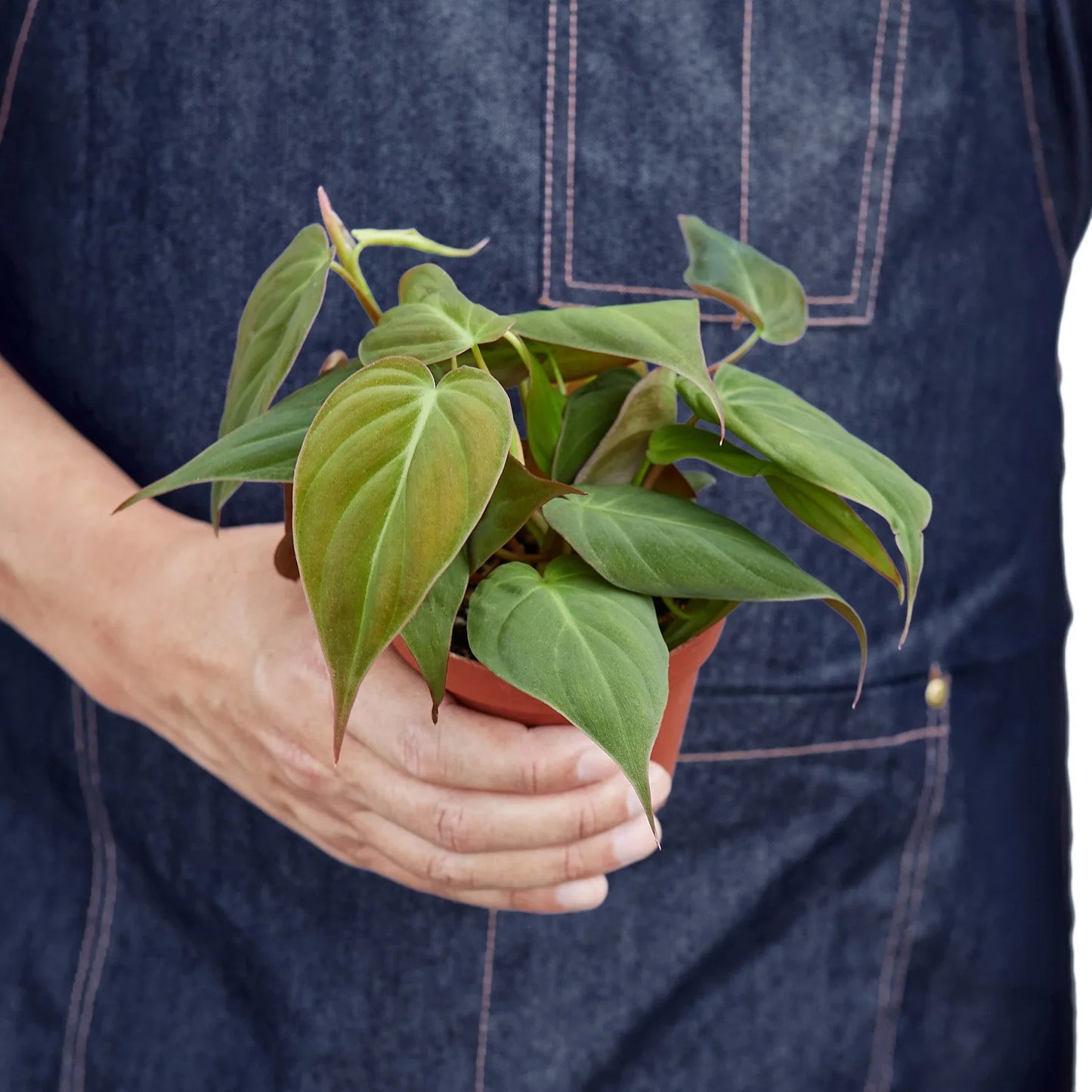 Philodendron Micans - Velvet Philodendron