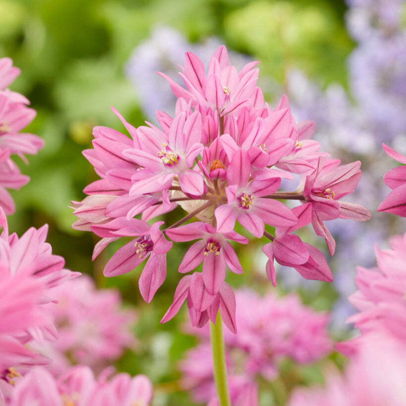 Allium - Oreophilum
