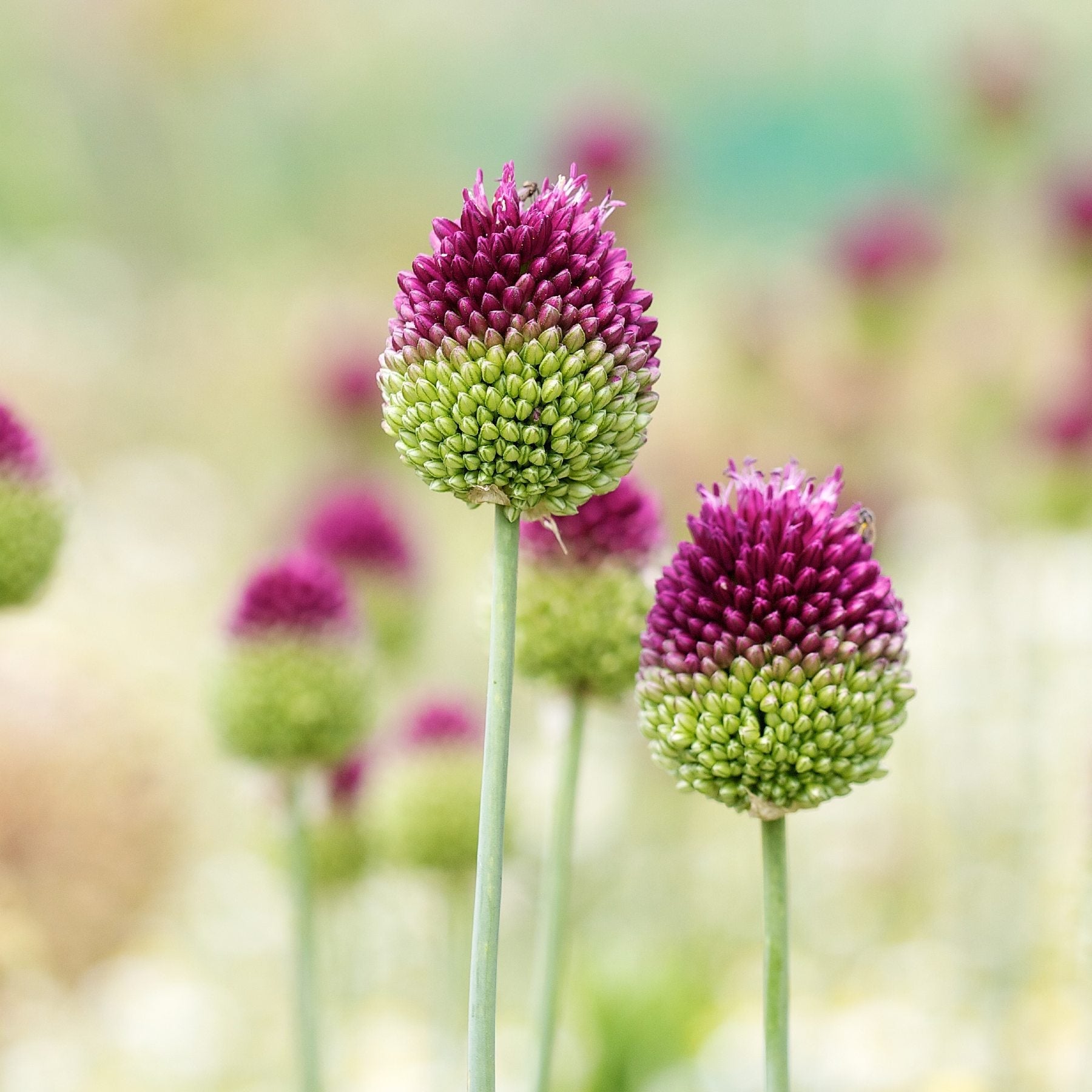 Allium - Sphaerocephalon Drumstick