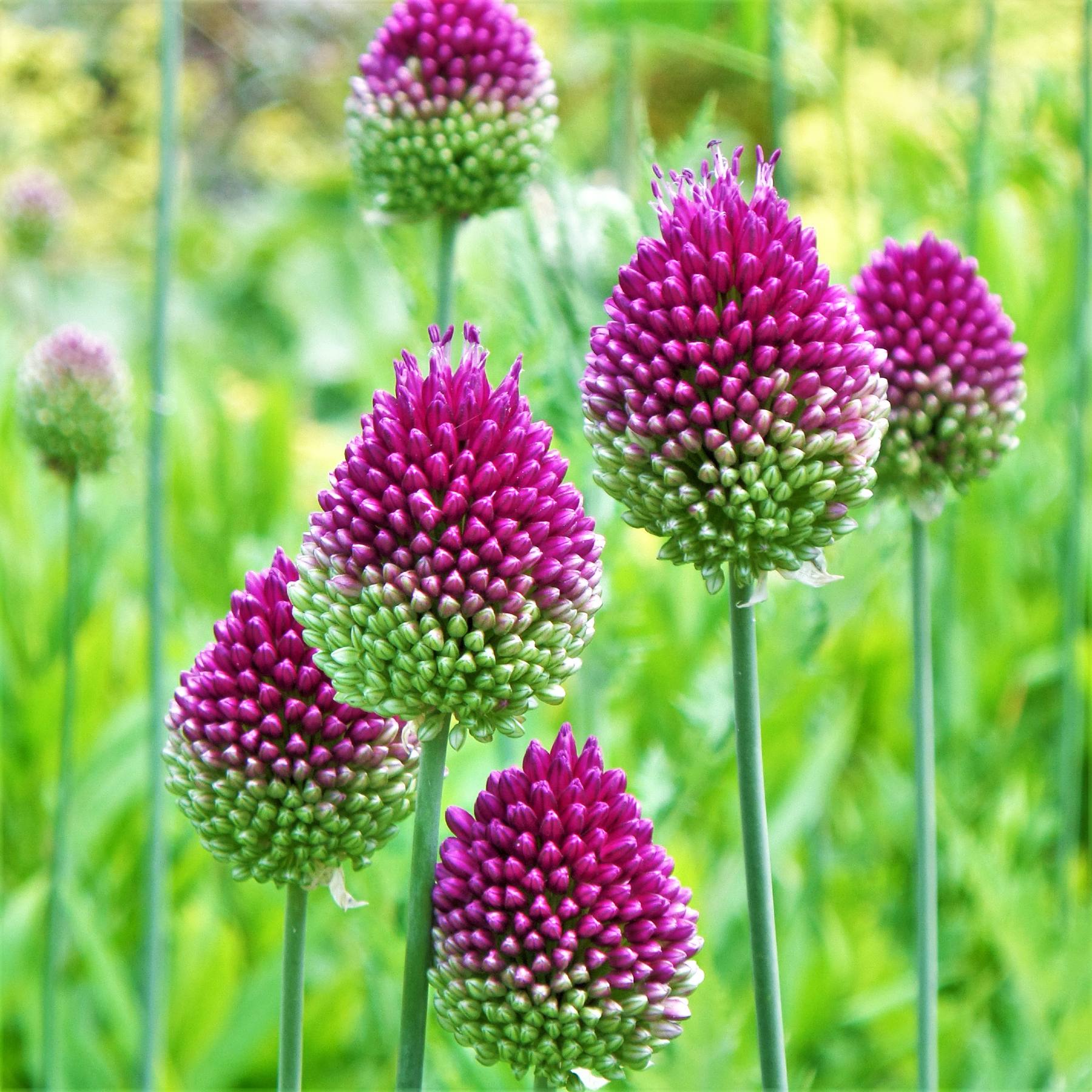 Allium - Sphaerocephalon Drumstick
