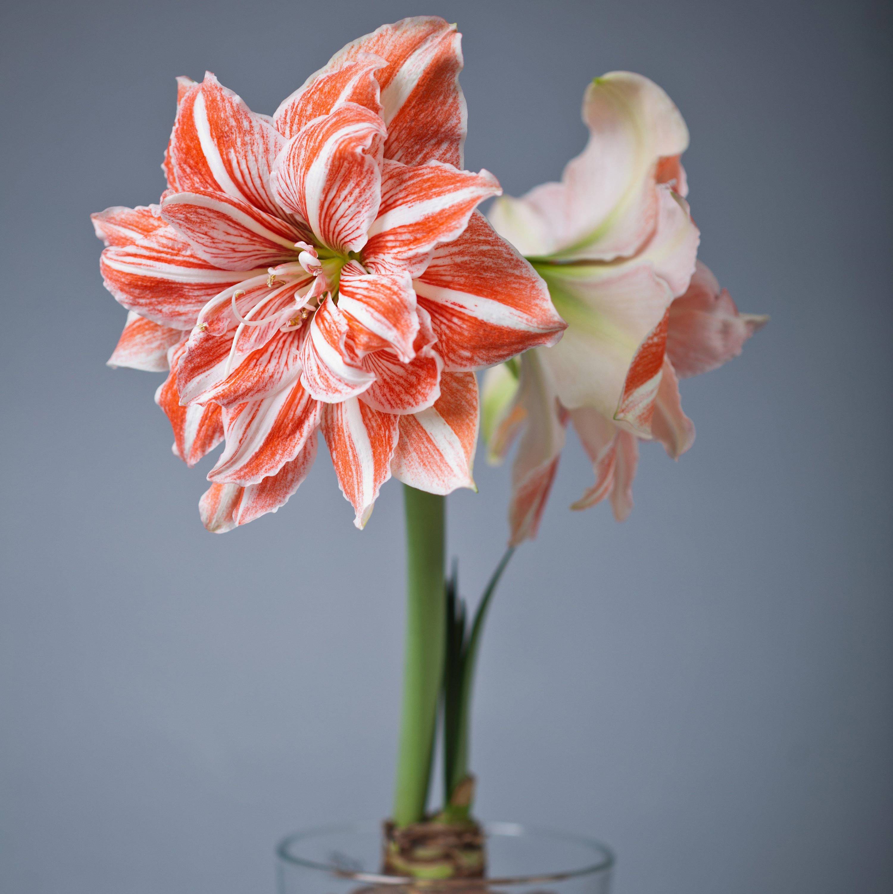 Amaryllis - Dancing Queen