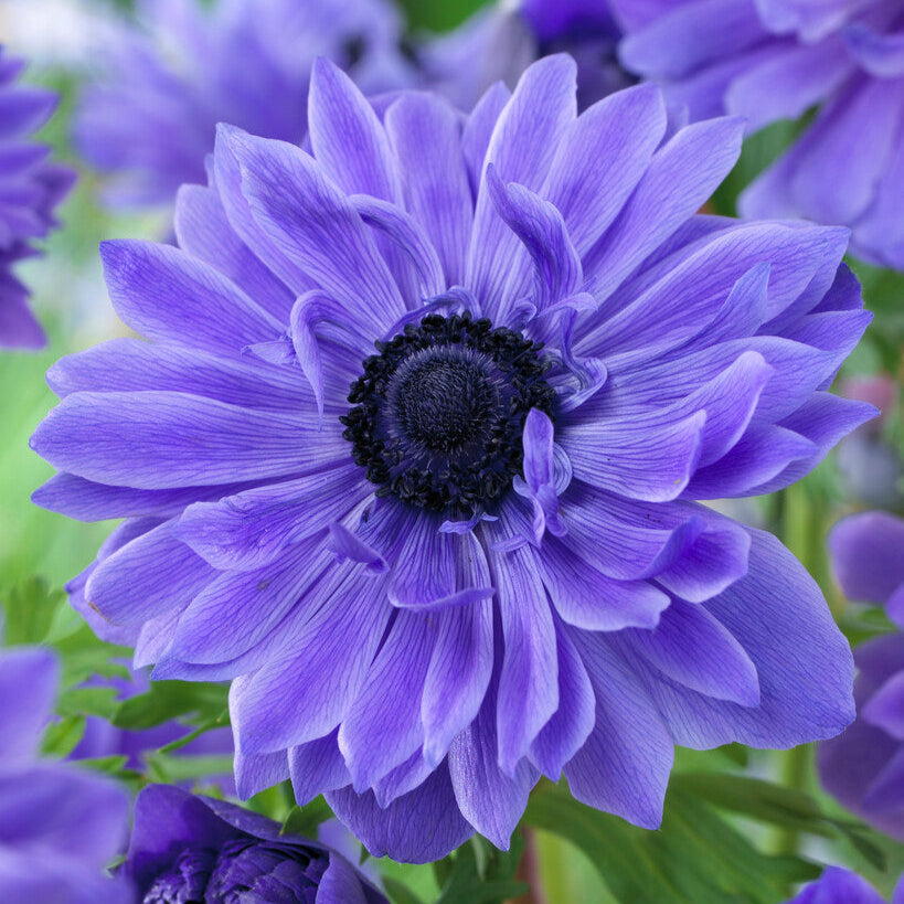 Anemone - Lord Lieutenant