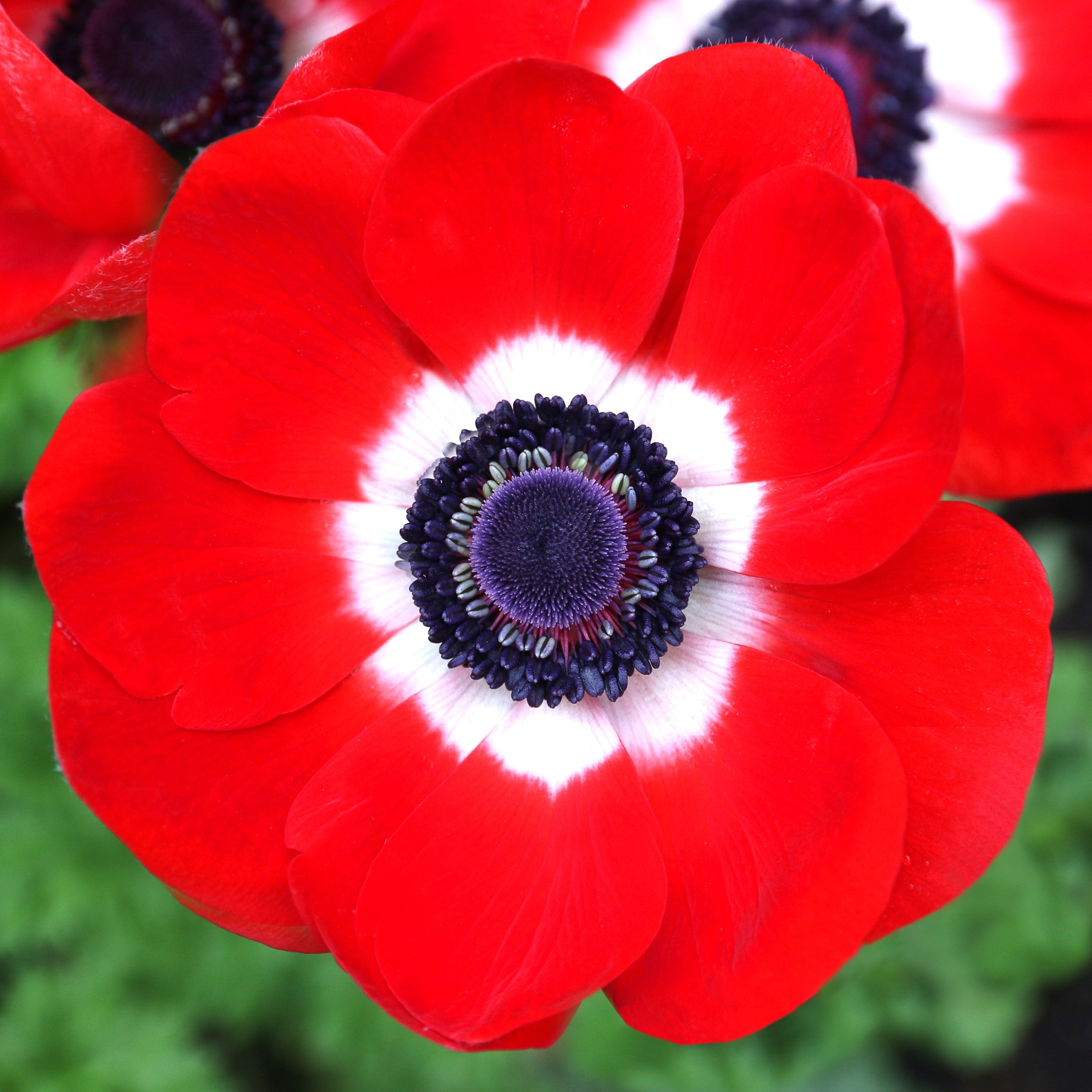Anemone - His Excellency