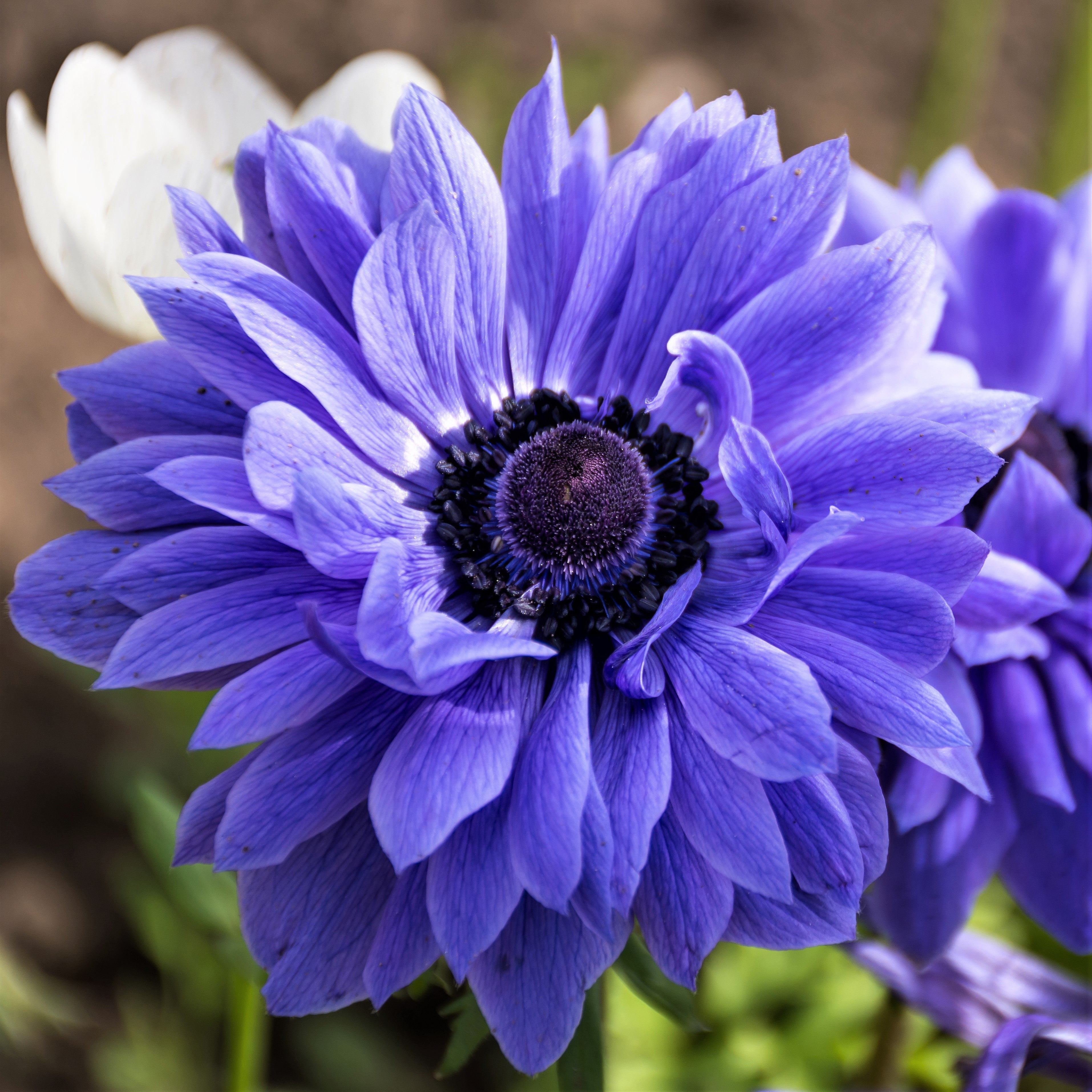 Anemone - Lord Lieutenant