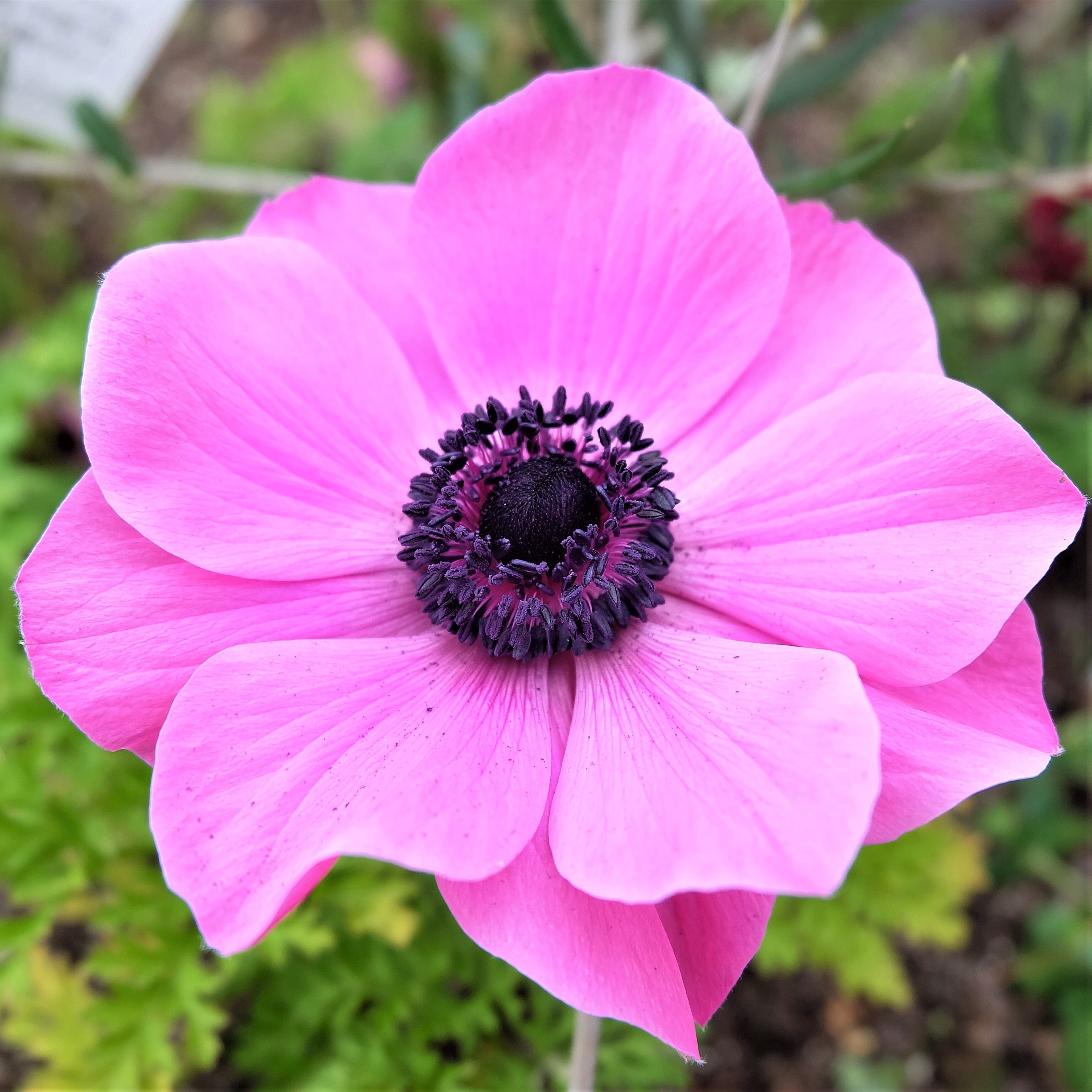 Anemone - Rosea