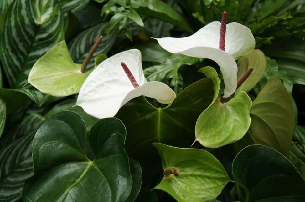 White Anthurium - Anthurium Andraeanum