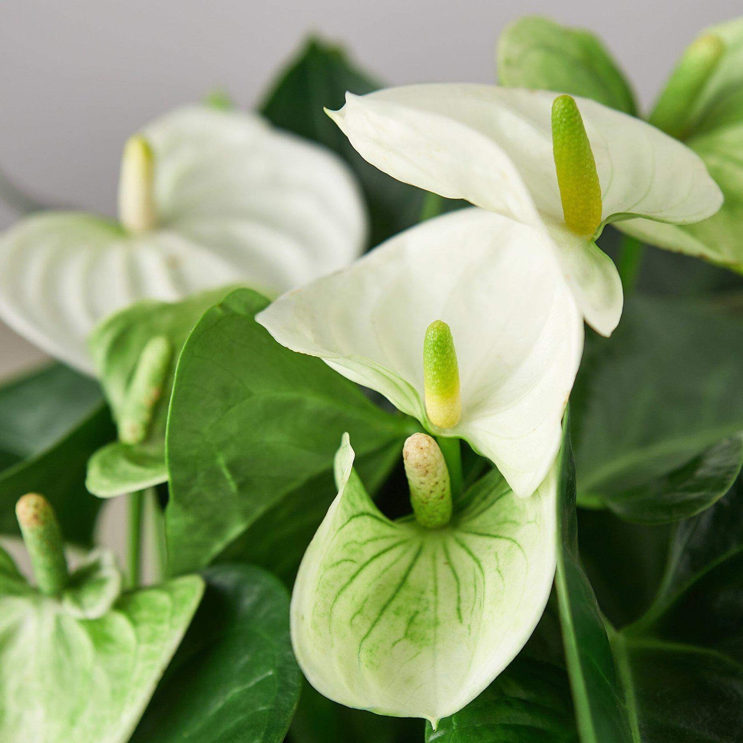 White Anthurium - Anthurium Andraeanum