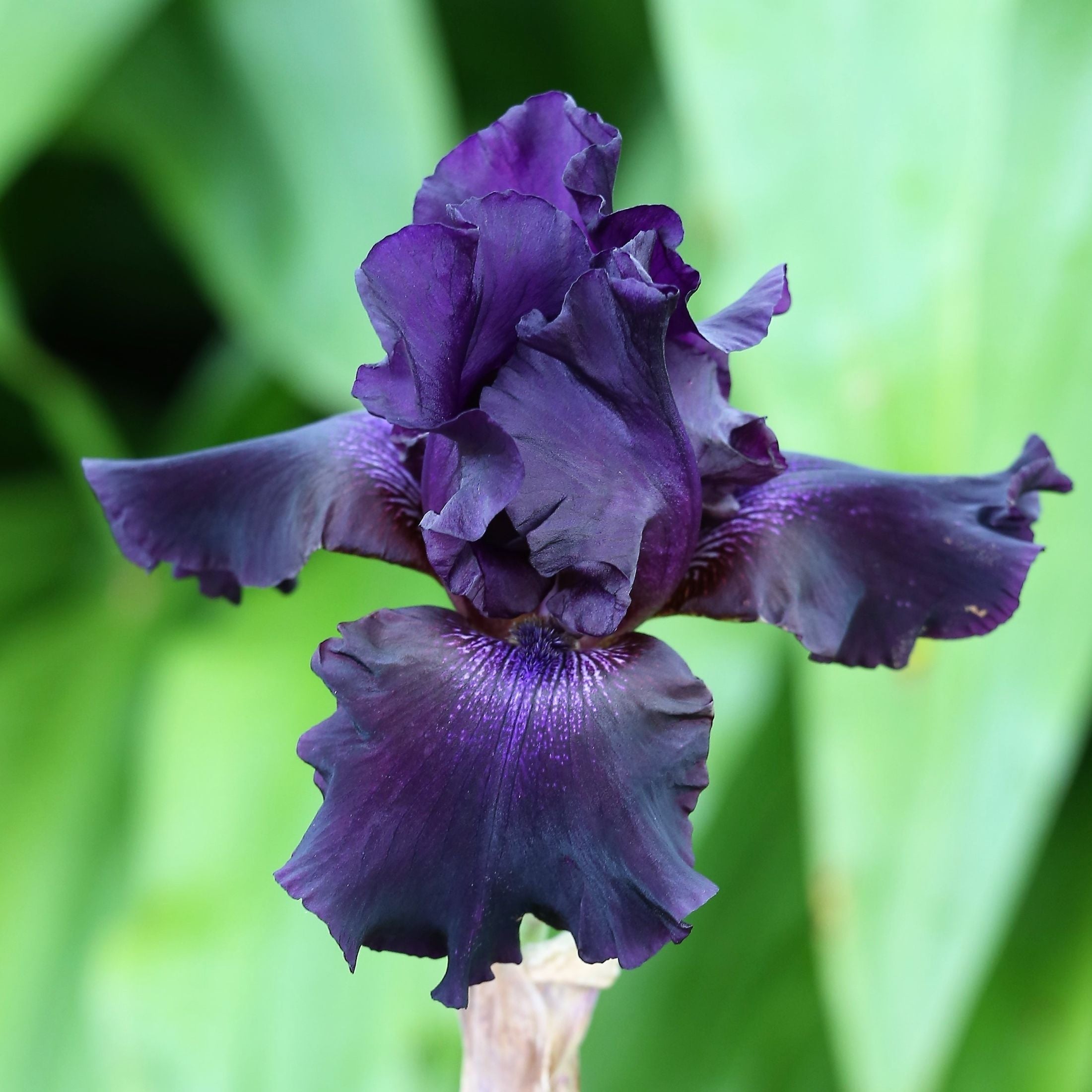 Bearded Iris - Califlora Ozark Rebounder (Reblooming)