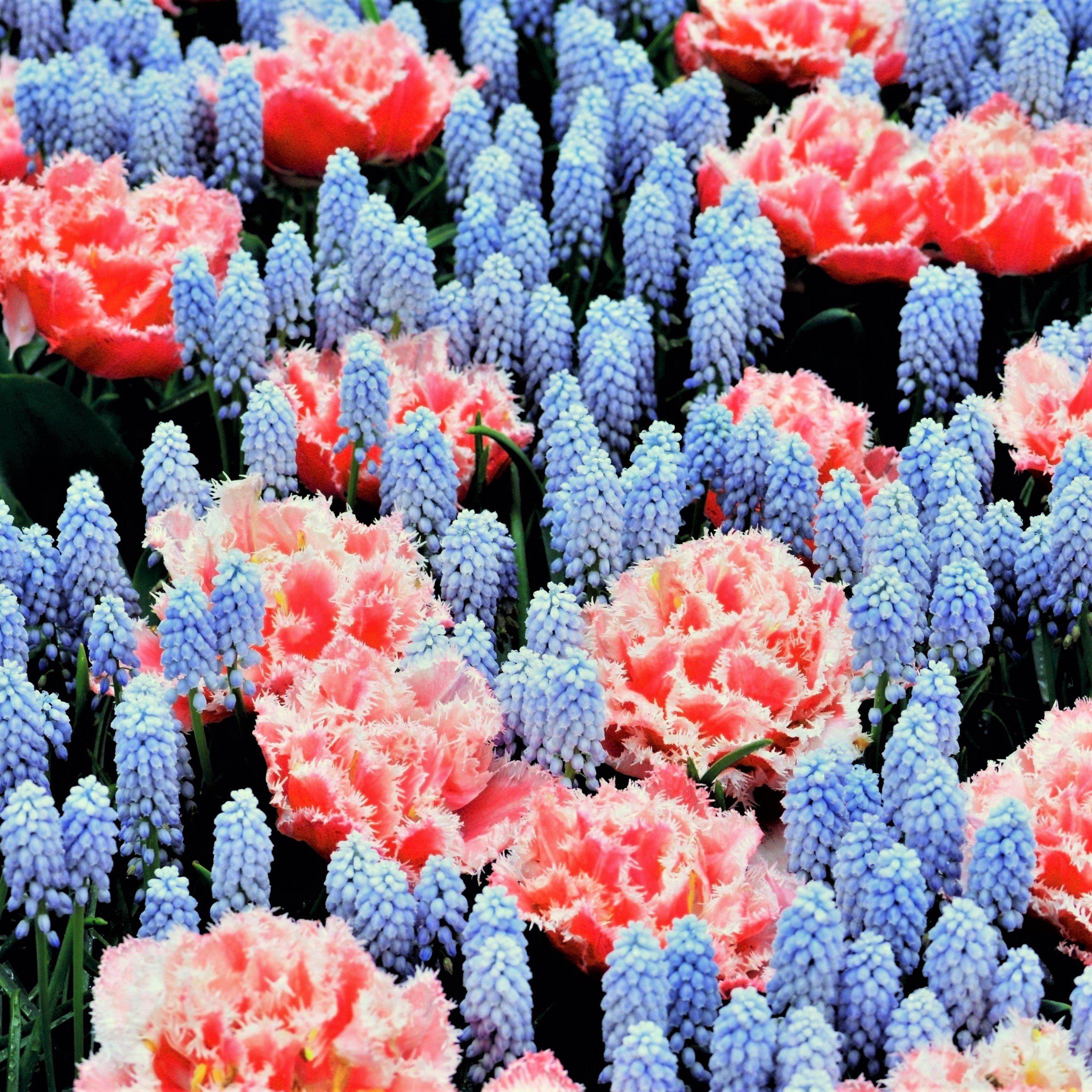 Muscari & Tulip - Baby Shower Blend