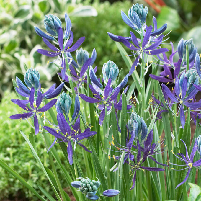 Camassia - Esculenta Indian Hyacinth