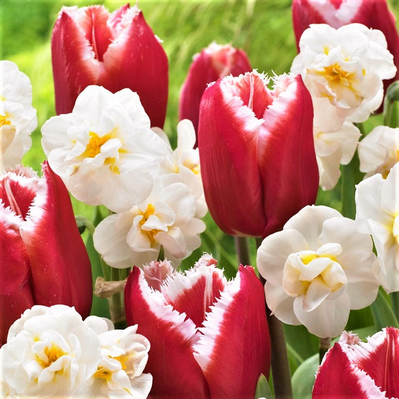 Daffodil & Tulip - Spring Romance Blend