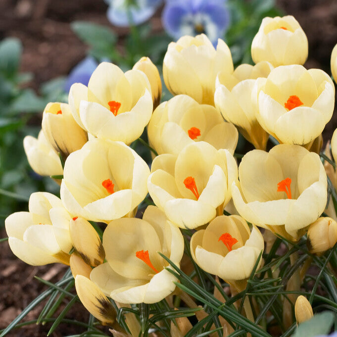Crocus - Cream Beauty (Fragrant)