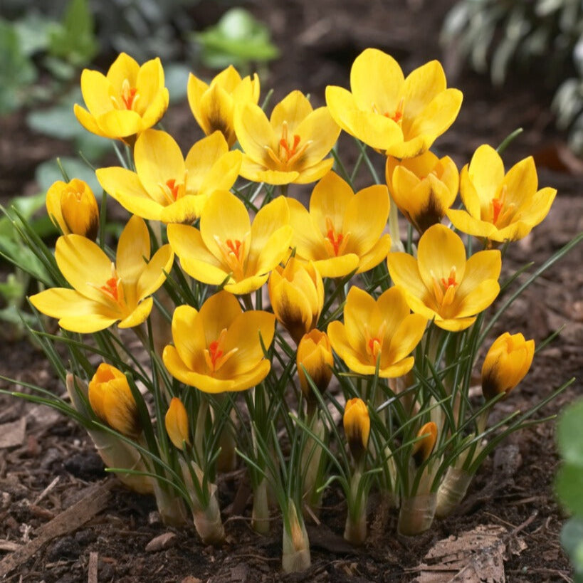 Crocus - Goldilocks