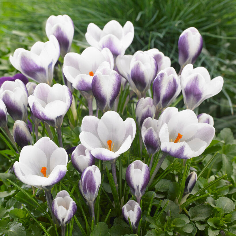 Crocus - Prins Claus