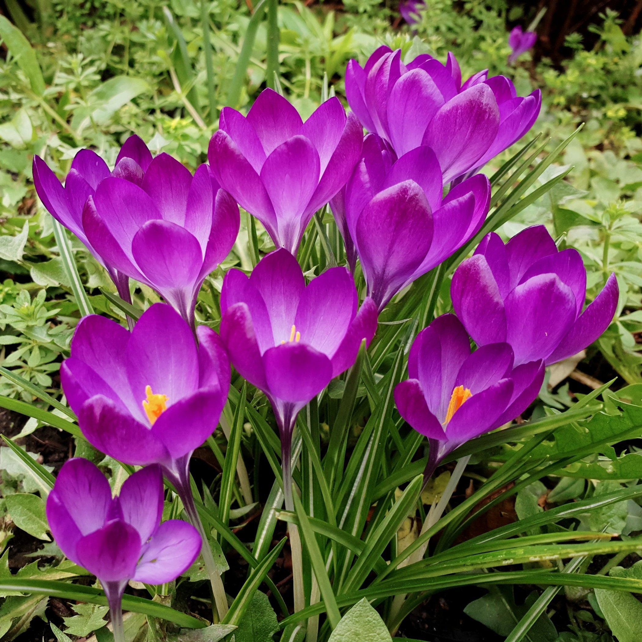 Crocus - Ruby Giant (Fragrant)