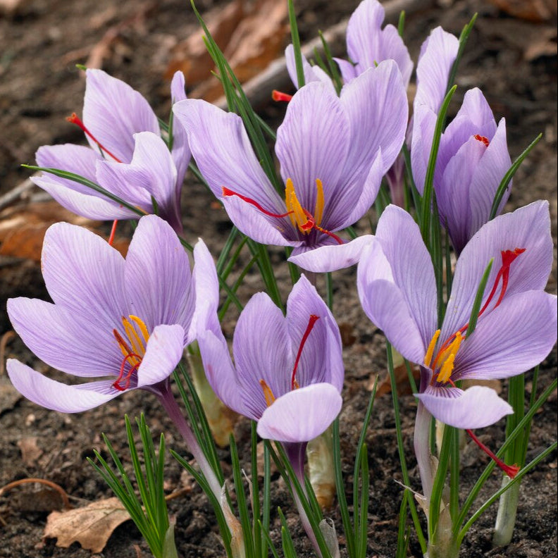 Crocus - Saffron