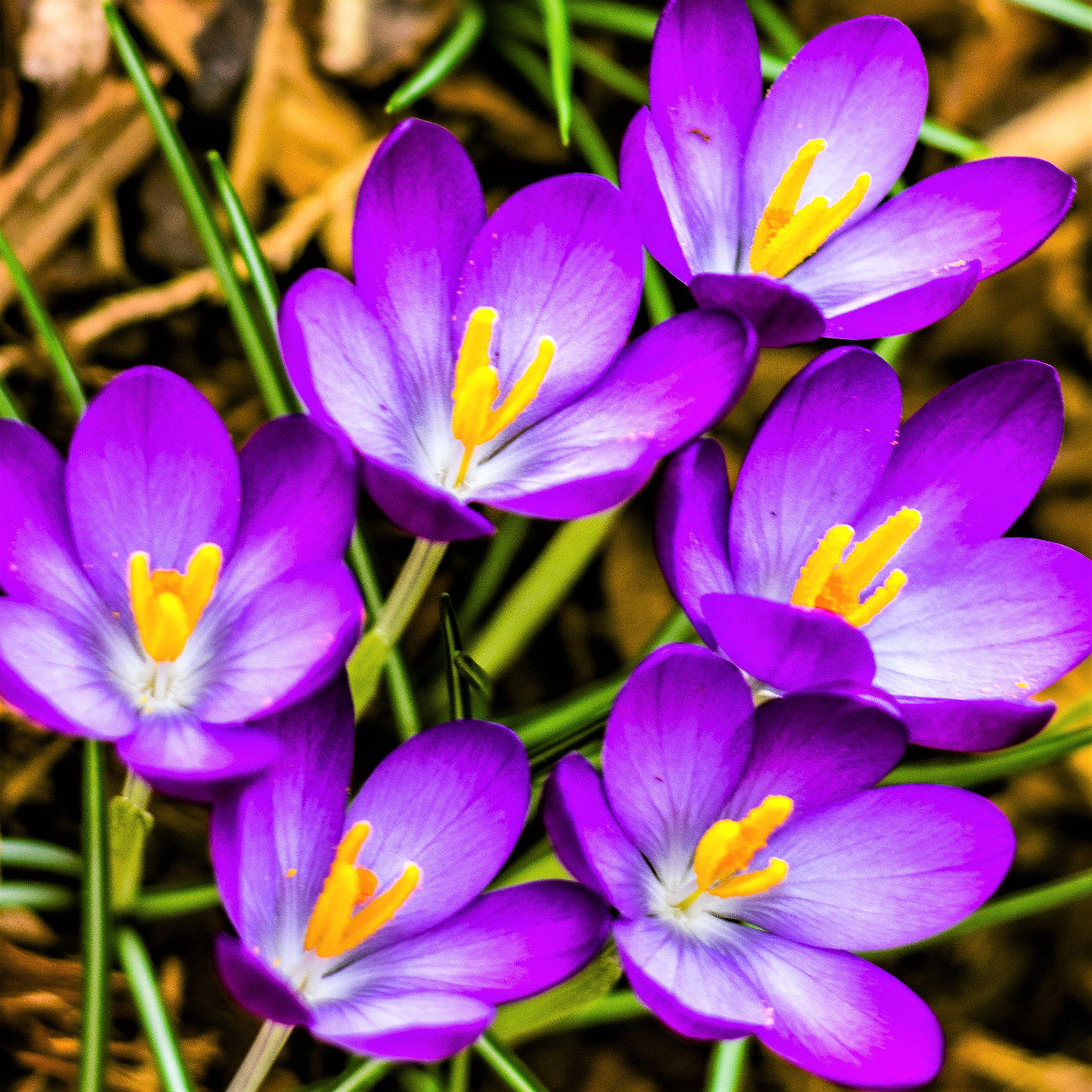 Crocus - Flower Record