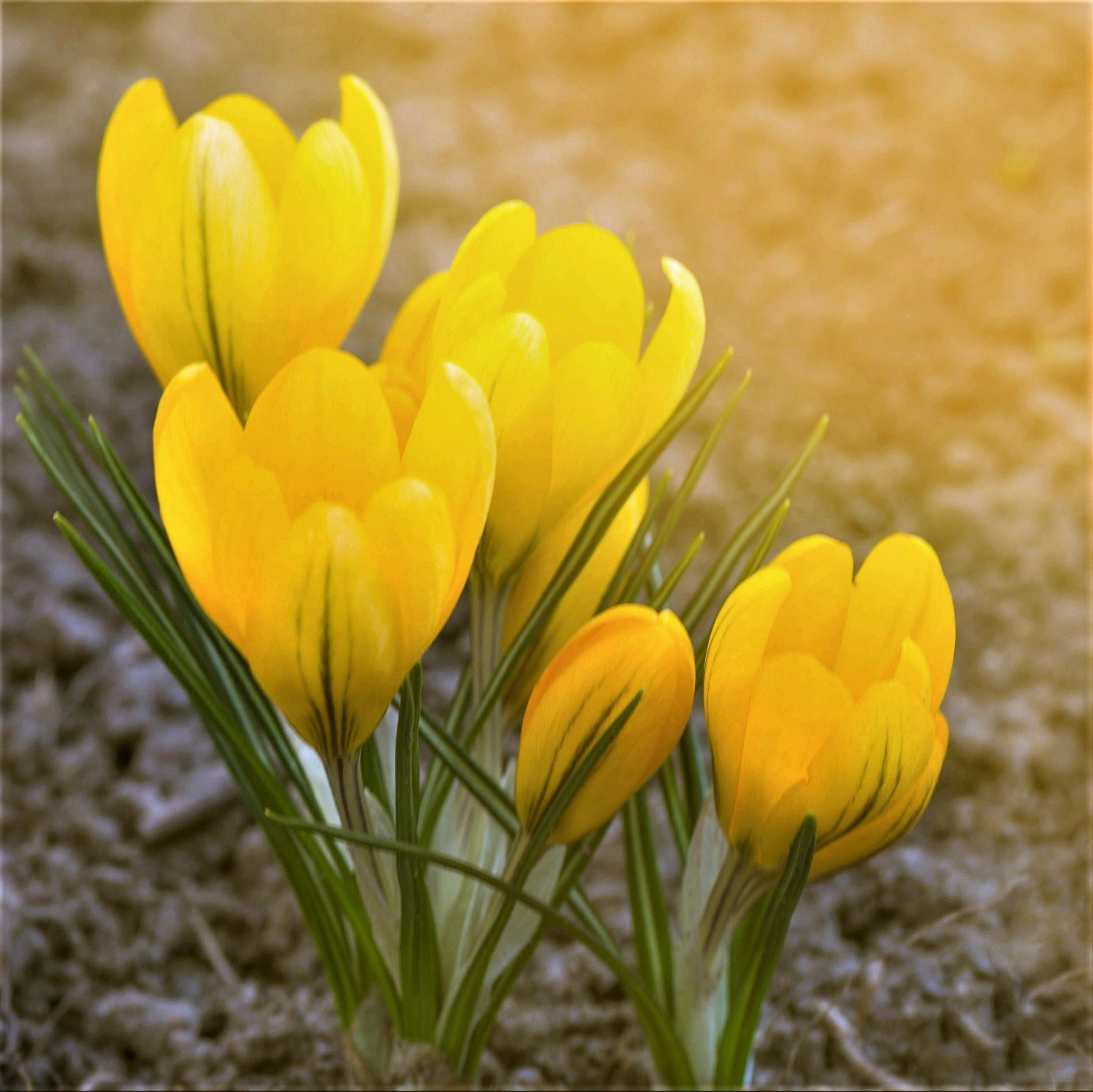 Crocus - Goldilocks