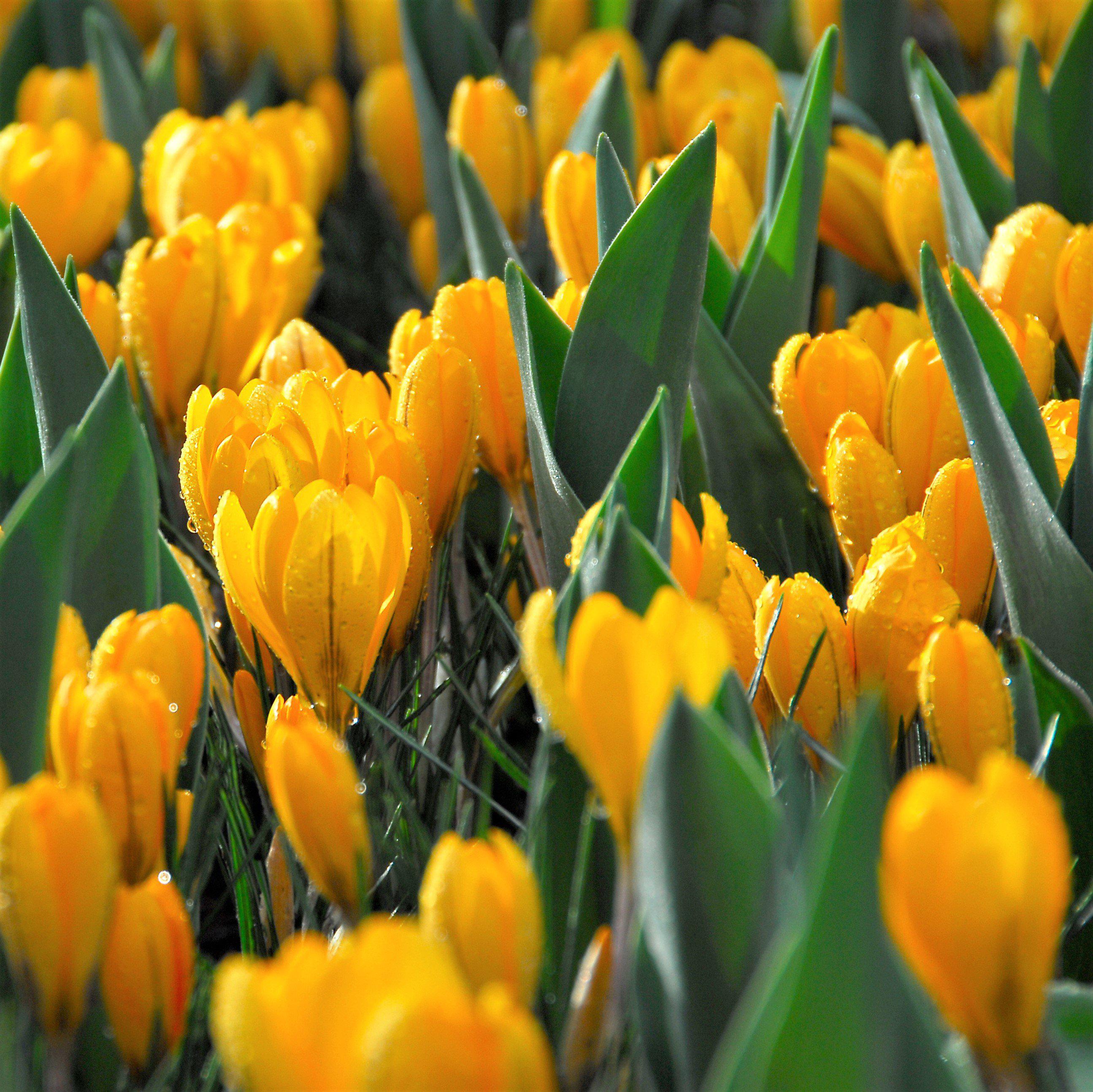 Crocus - Large Flowering Mix