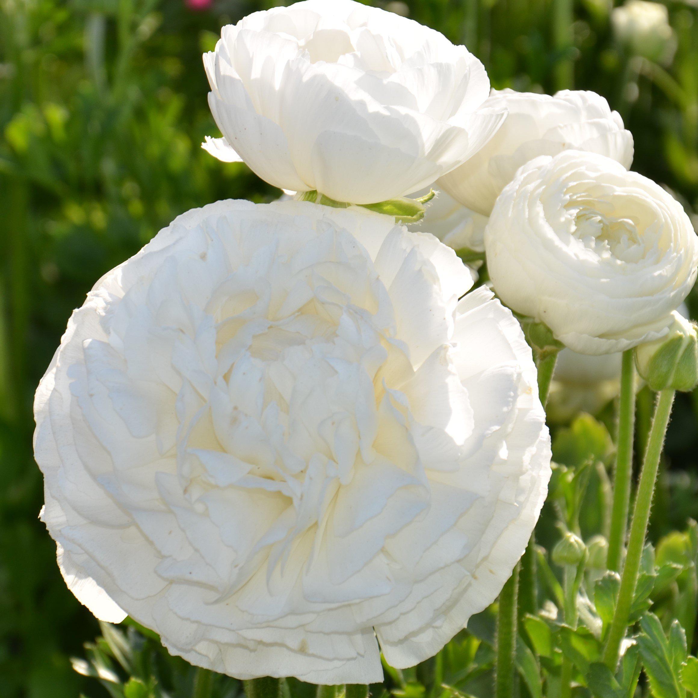 Ranunculus - Tecolote White