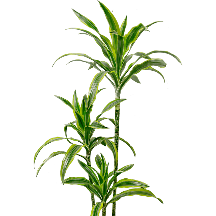 Dracaena Deremensis - Lemon Surprise