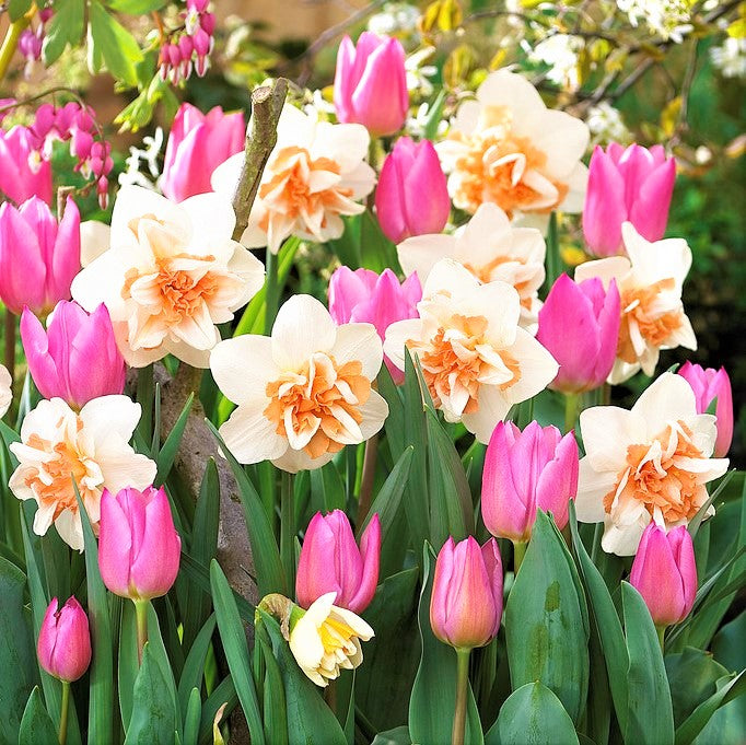 Daffodil & Tulip - Evening Breeze Blend
