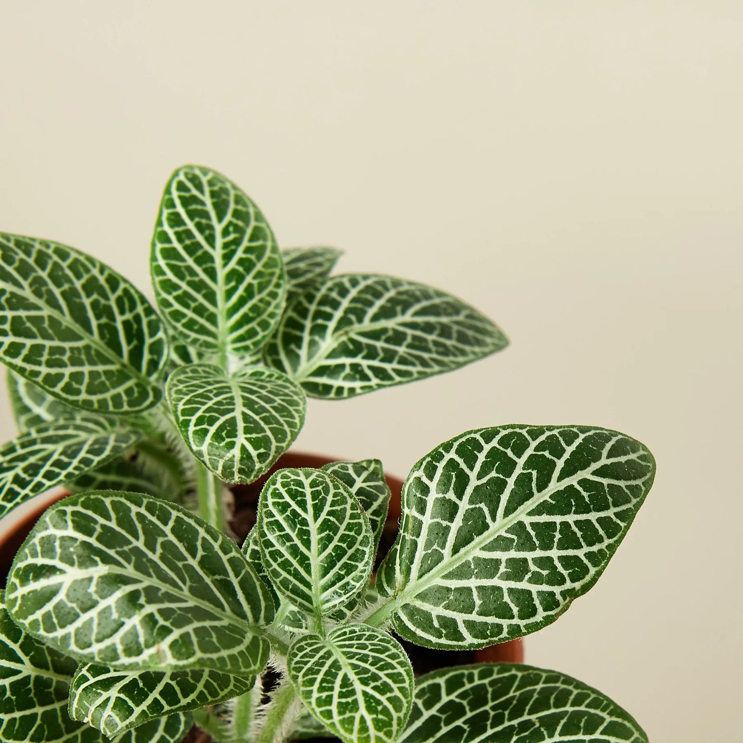 Fittonia White Nerve Plant