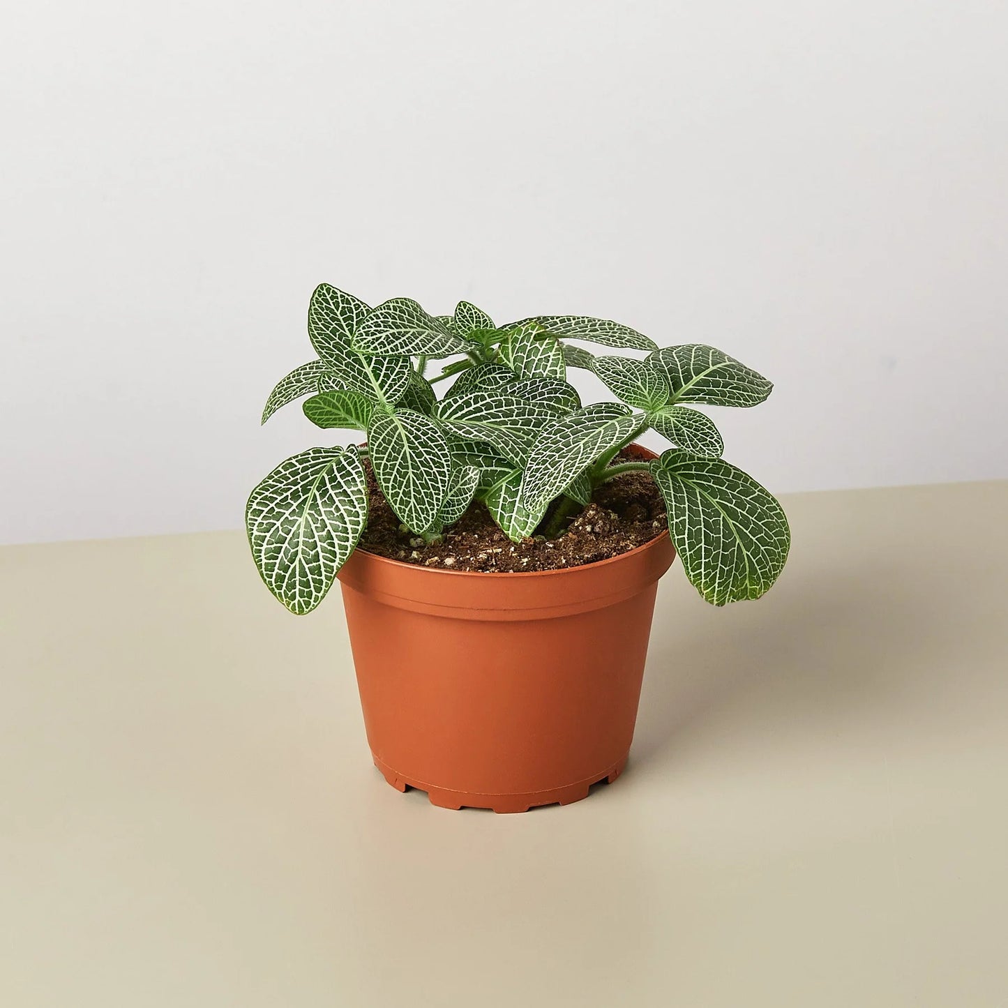 Fittonia White Nerve