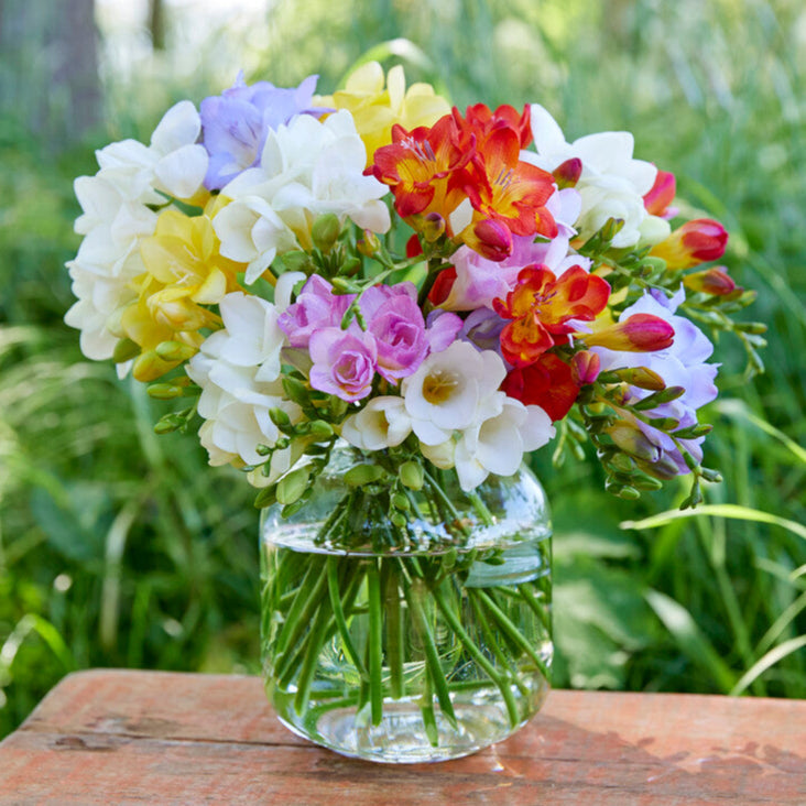 Freesia - Bountiful Bouquets Collection