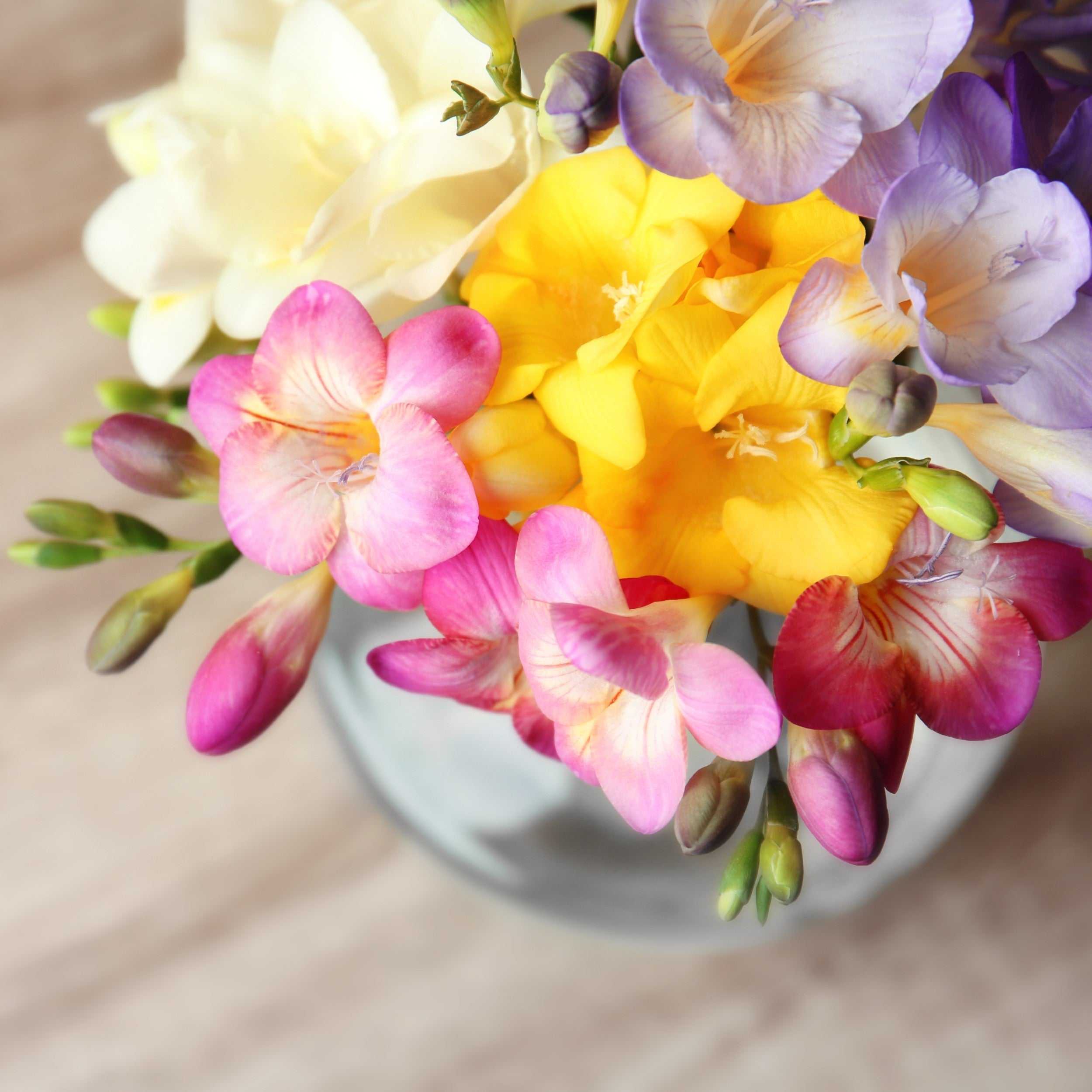 Freesia - Cottage Garden Collection