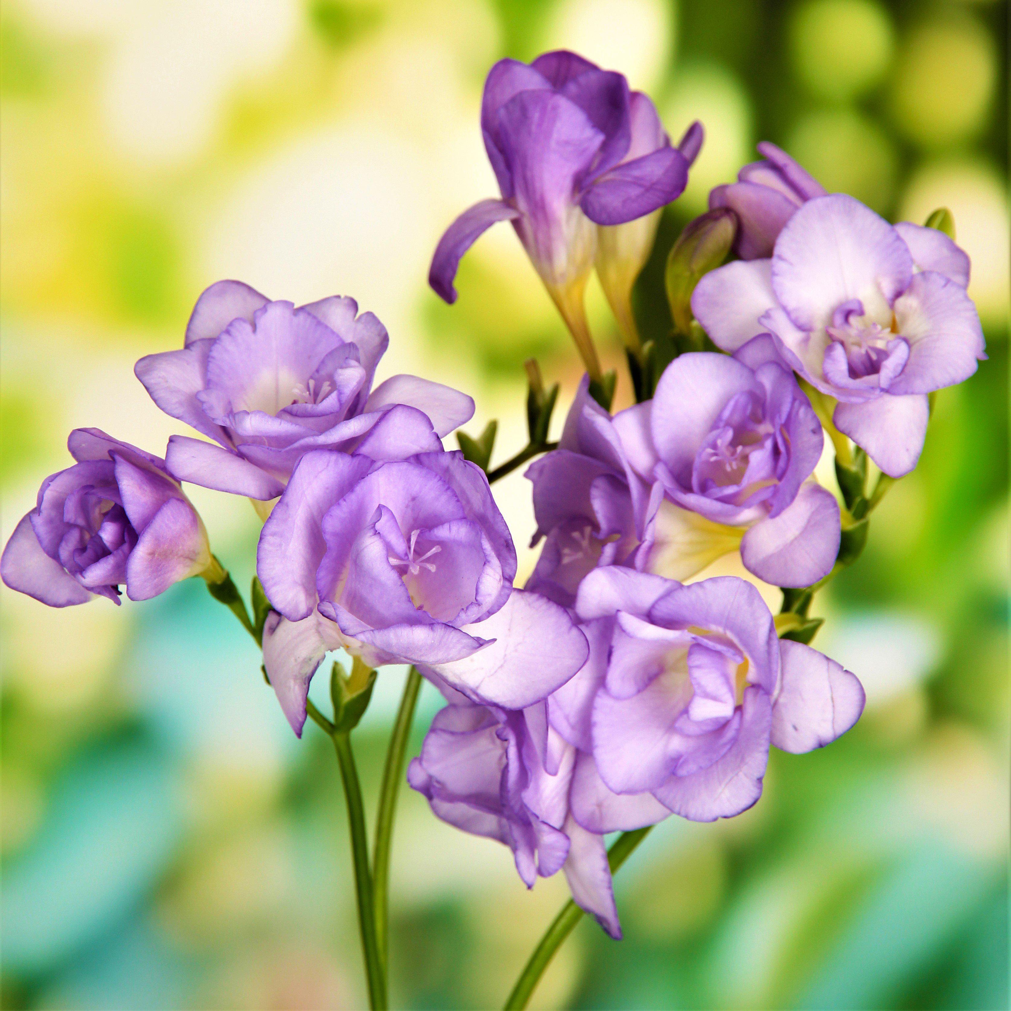 Freesia - Cottage Garden Collection