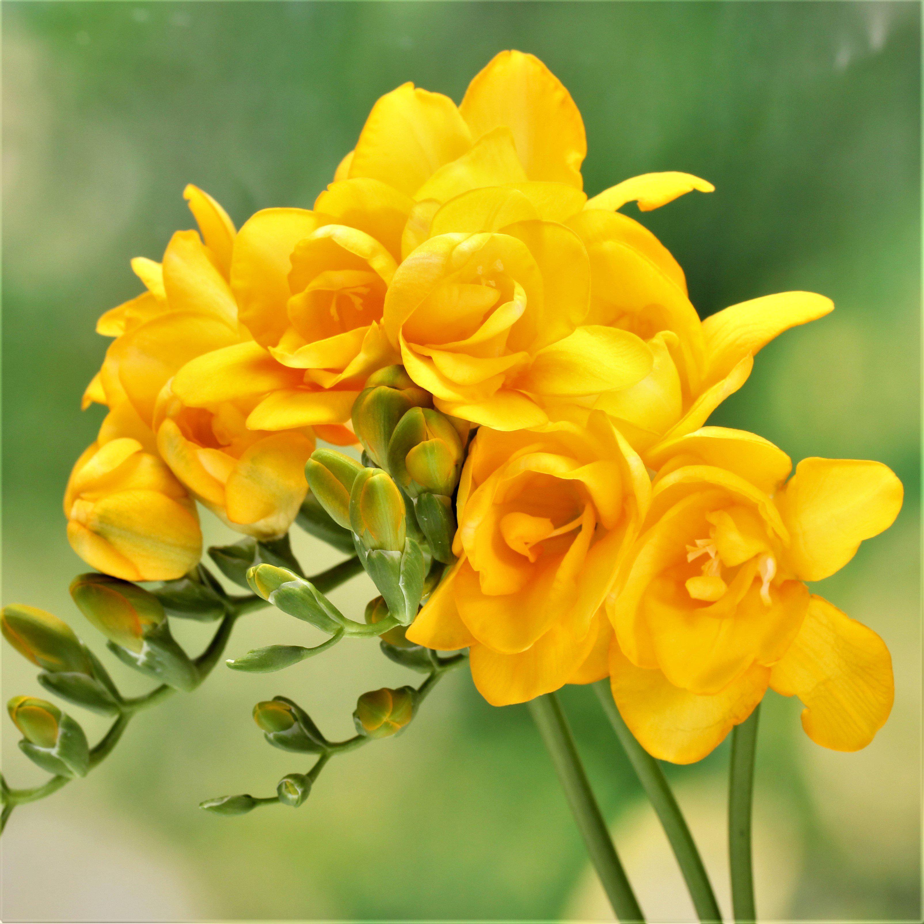 Freesia - Cottage Garden Collection
