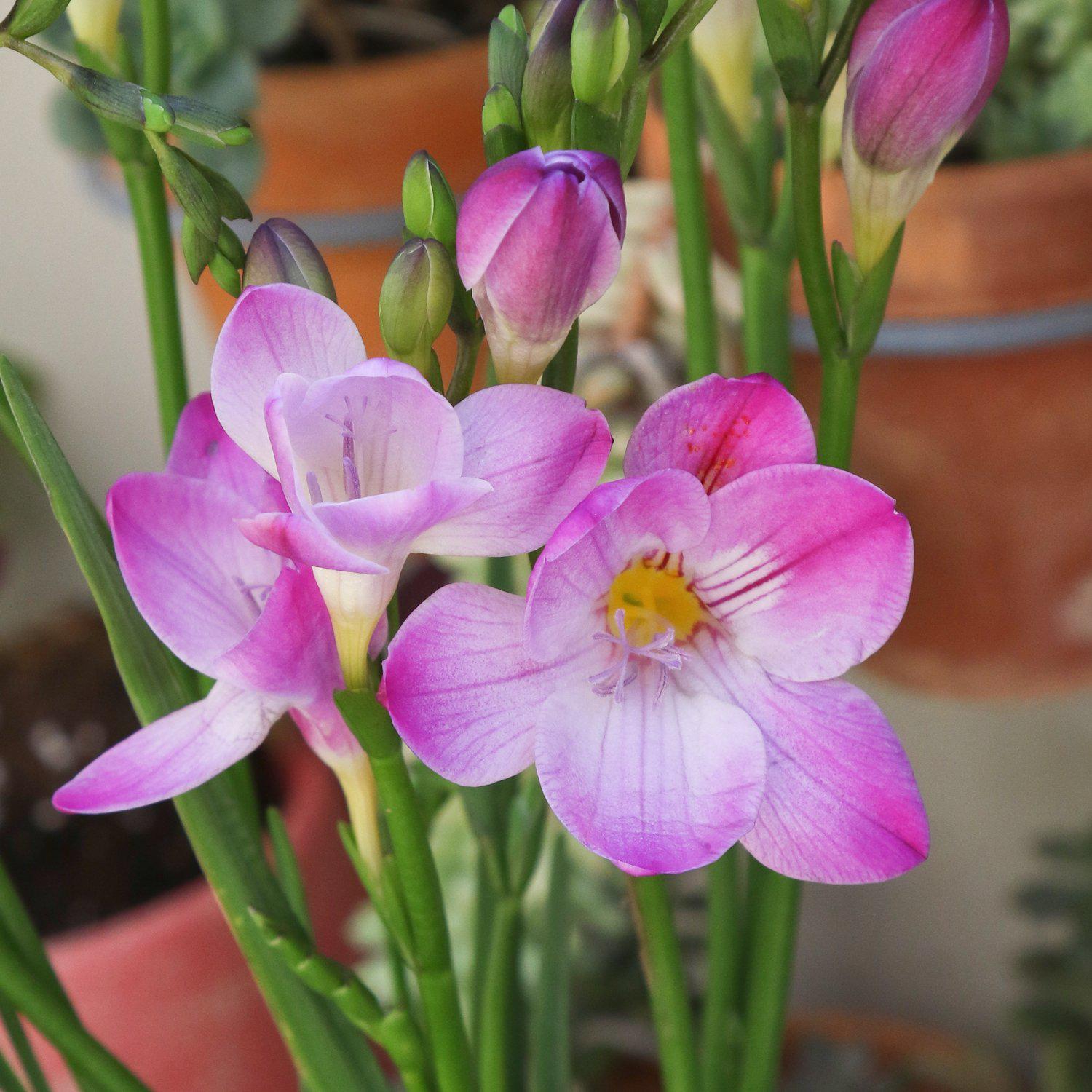 Freesia - Single Pink