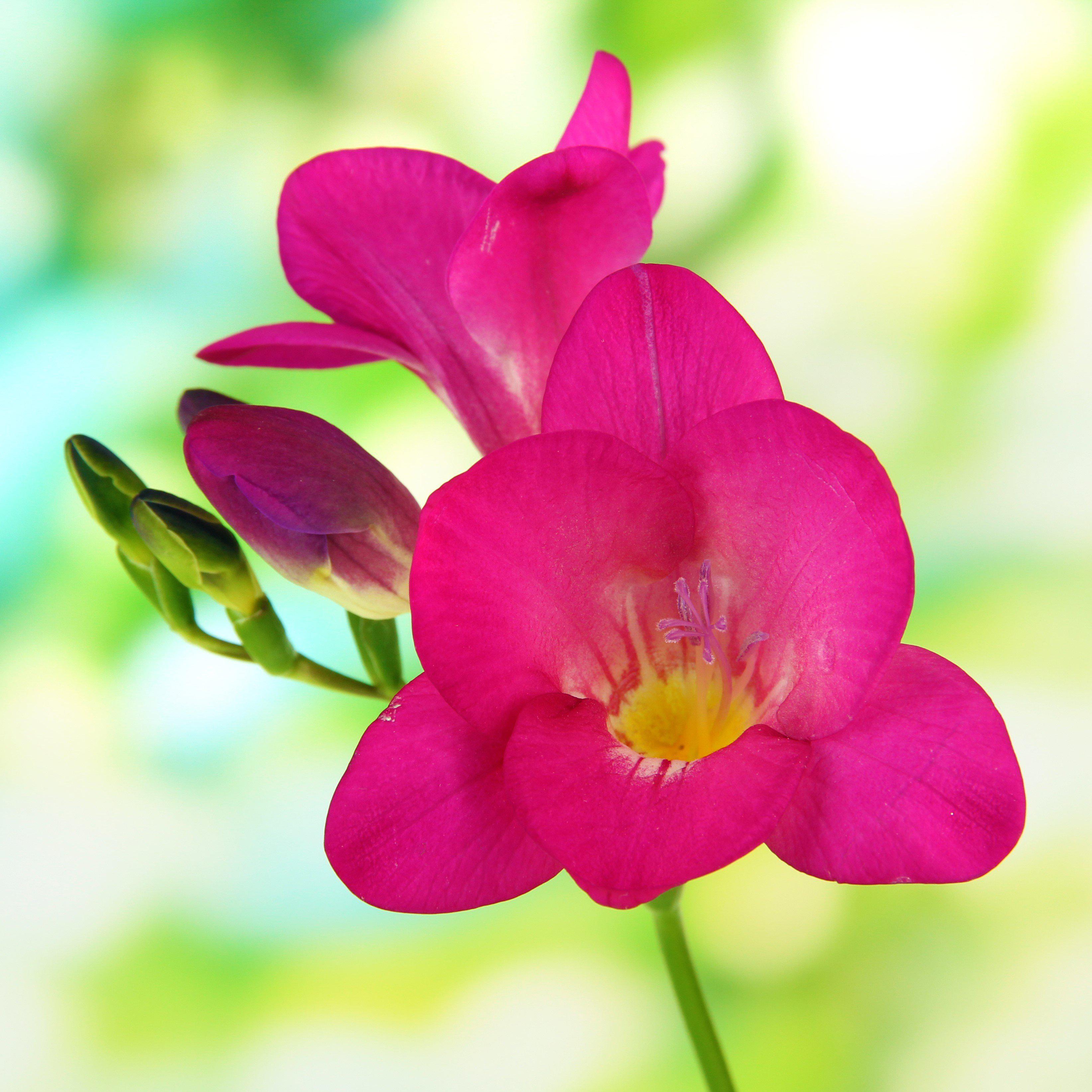 Freesia - Single Pink