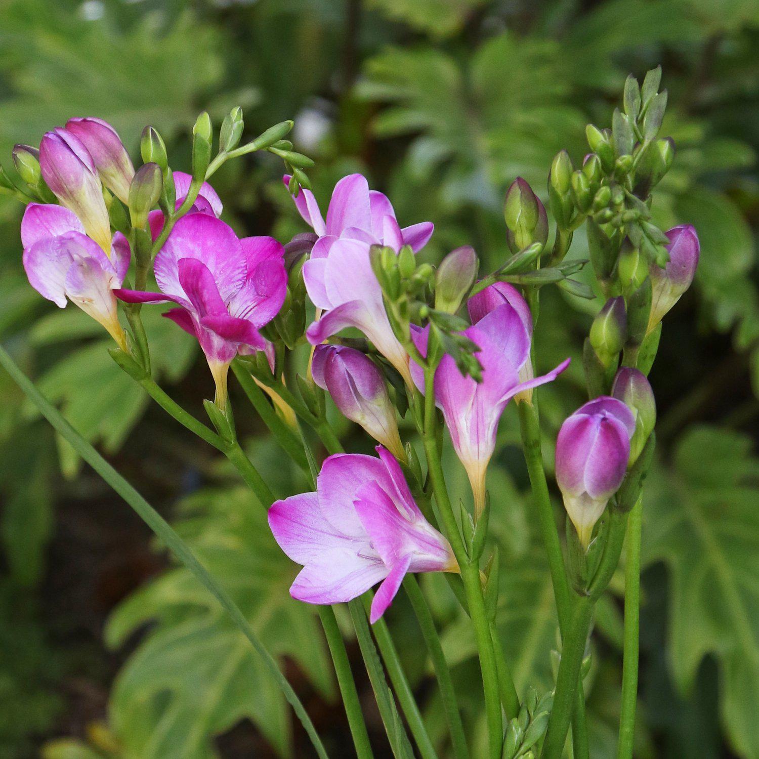 Freesia - Single Pink