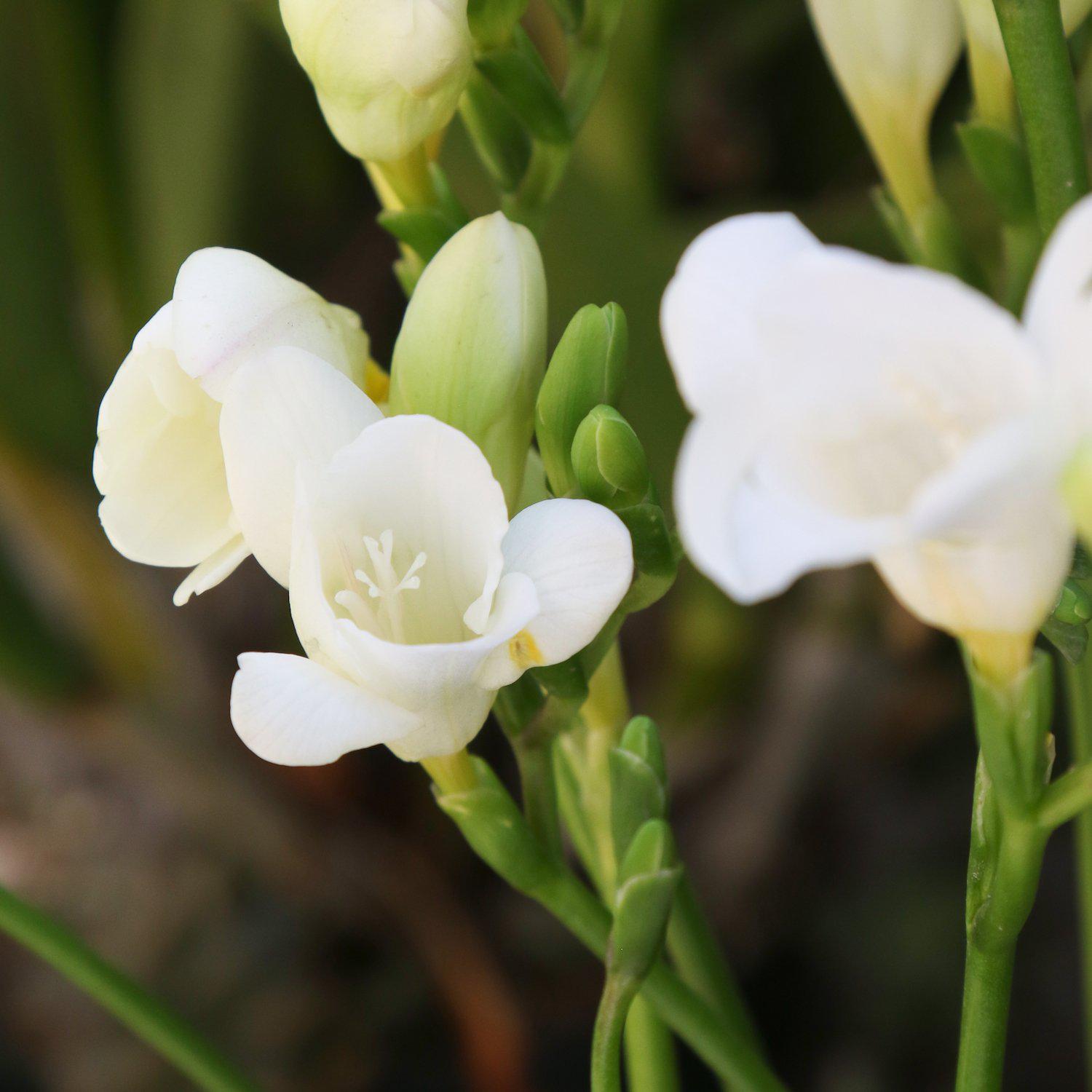 Freesia - White Wonder Collection