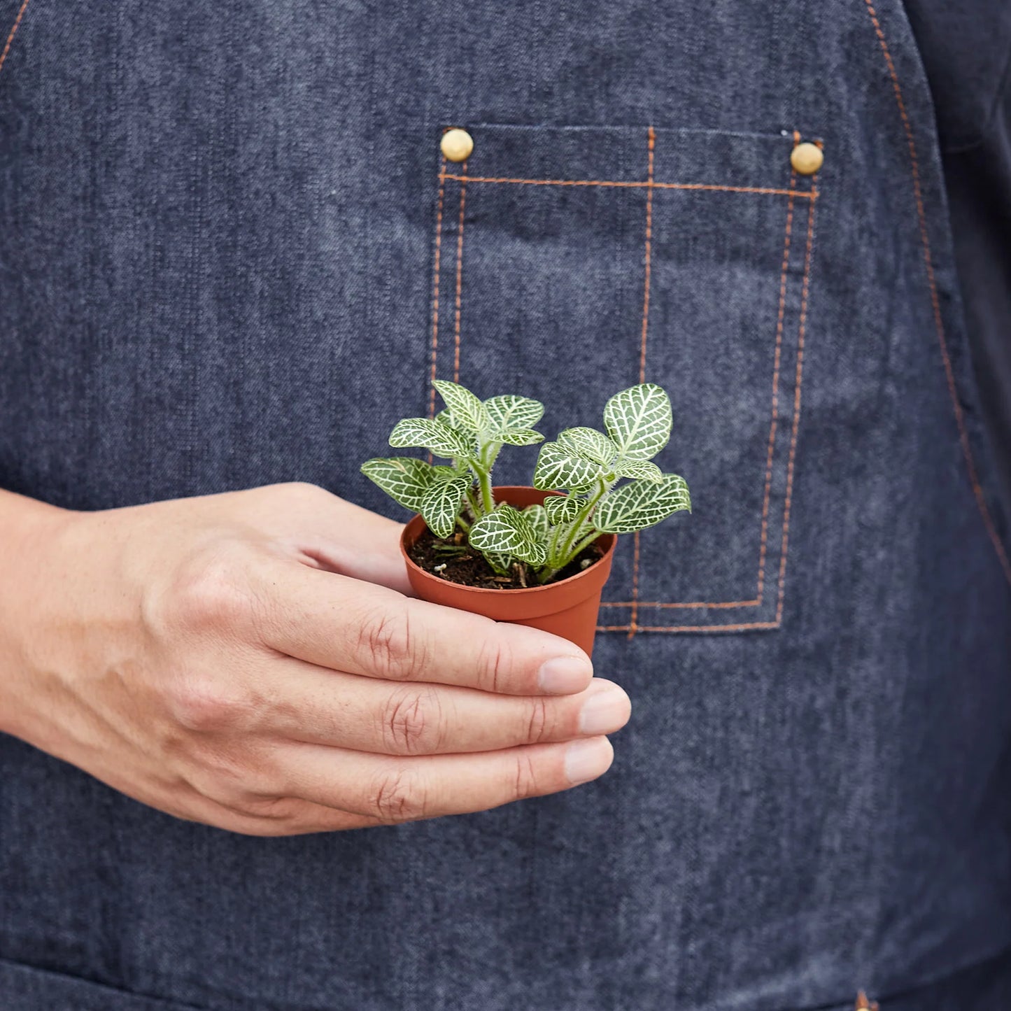 Fittonia White Nerve Plant