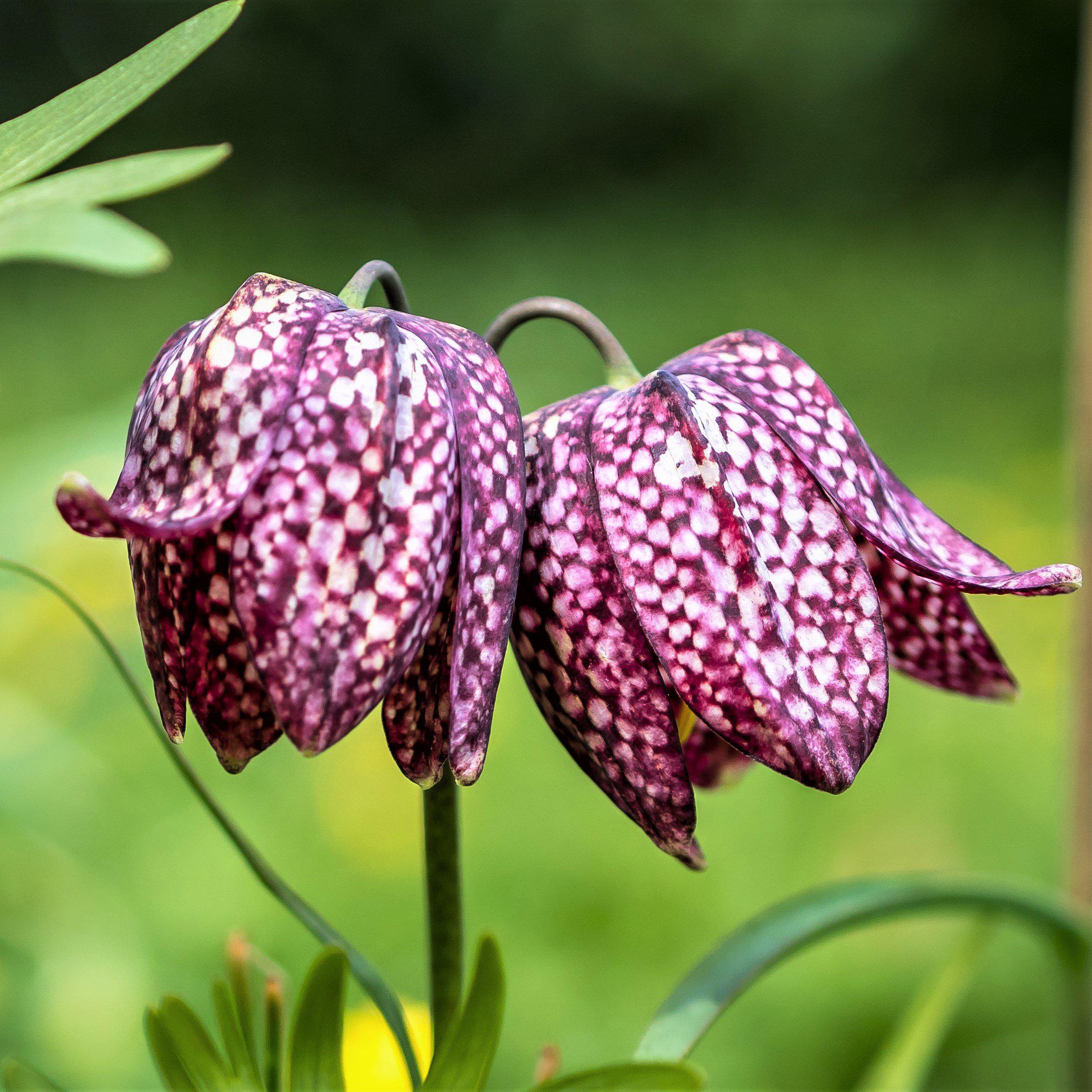 Fritillaria - Checkered Lily Meleagris