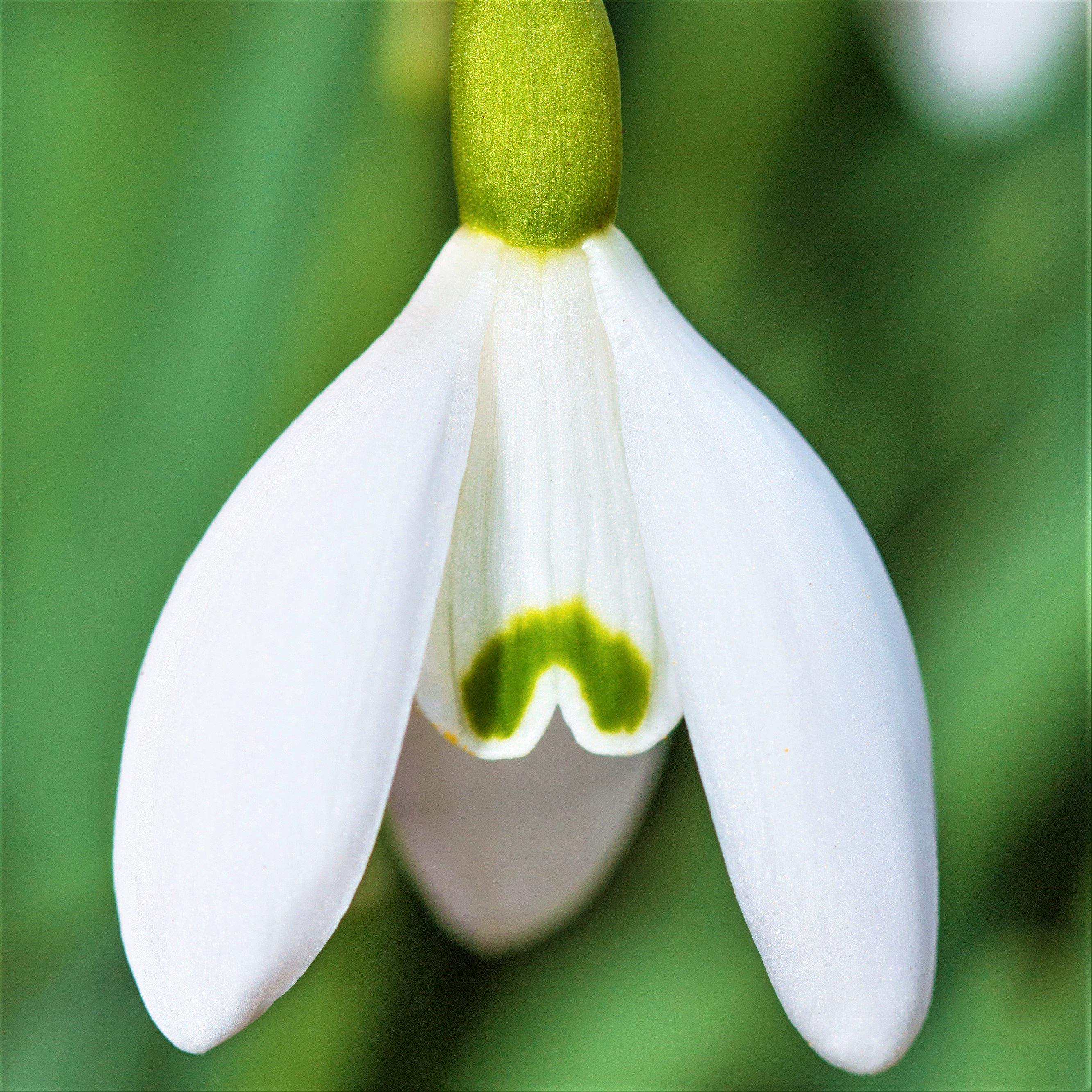 Galanthus - Common Snowdrop Nivalis