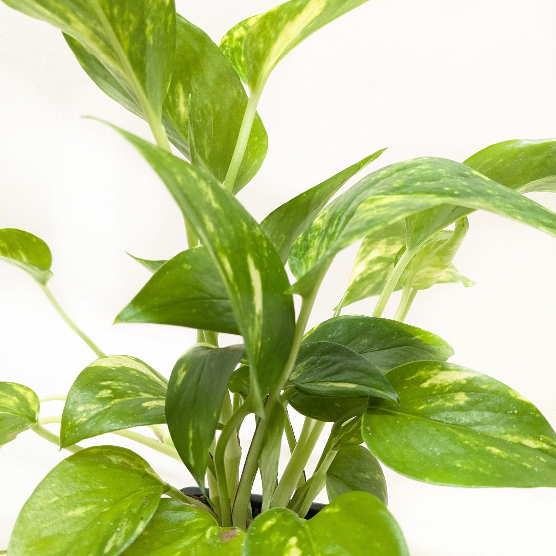 Golden Pothos Indoor Plant Plant Care and History - 3 Inch Pot Close Up