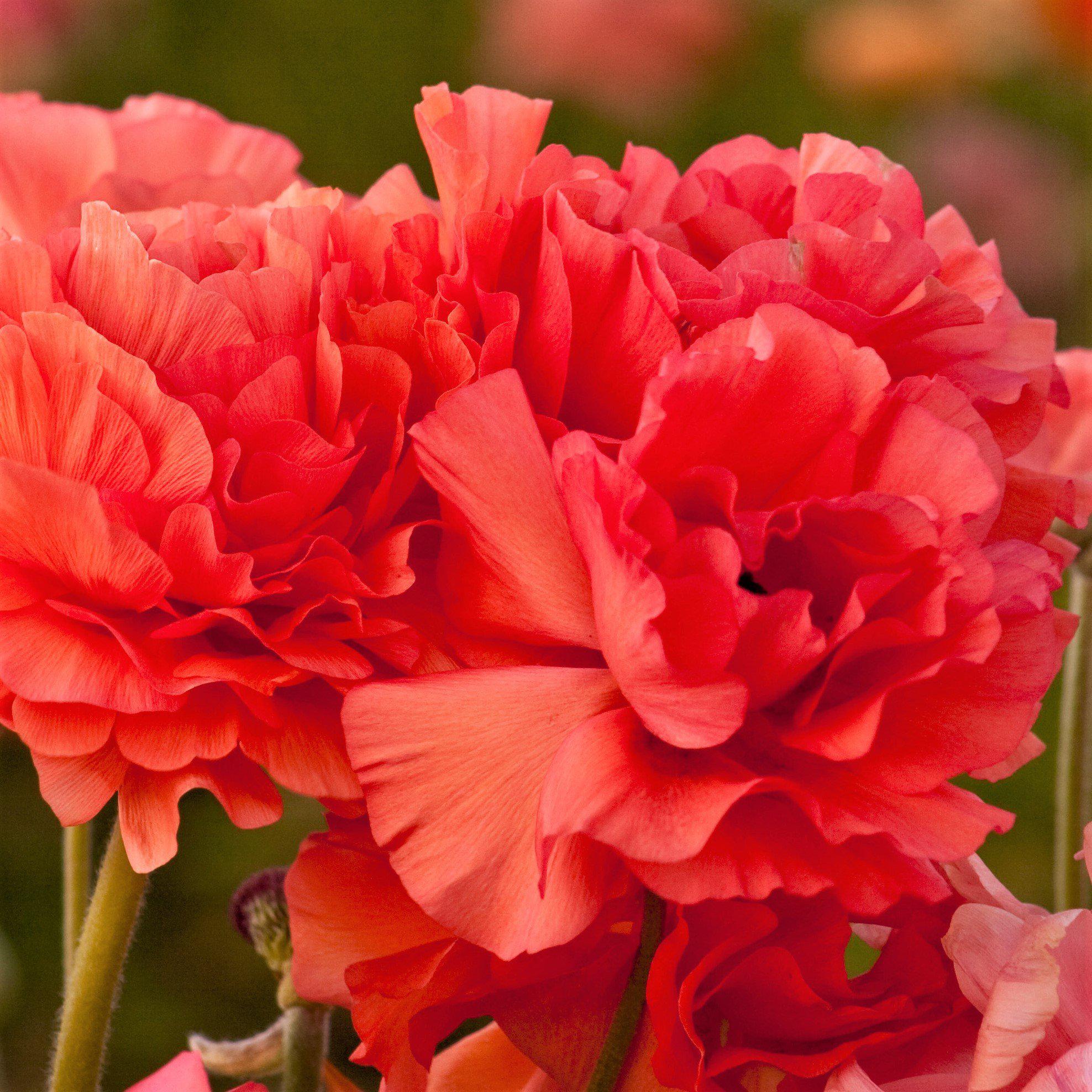 Ranunculus - Tecolote Rose