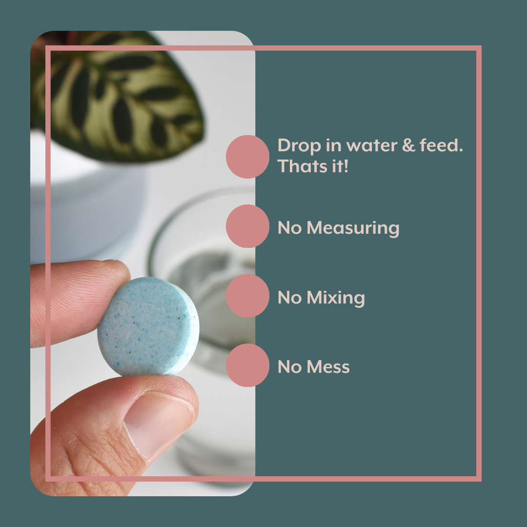 The Thrive Bundle (Plant Food + Probiotics) for HOUSEPLANTS